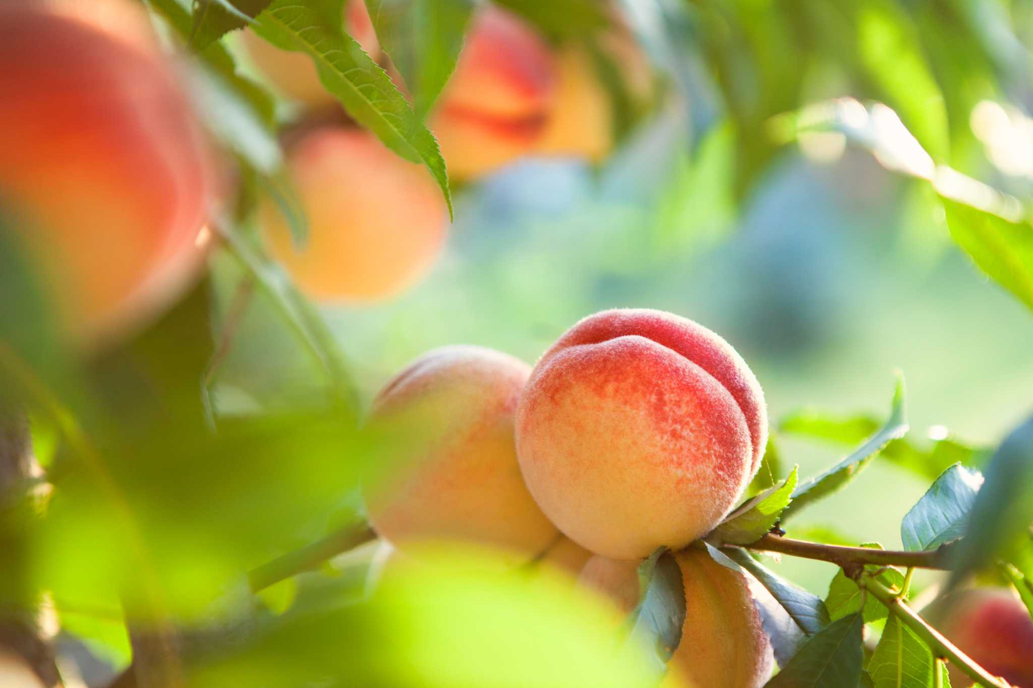 How to Maintain Your Peach Tree