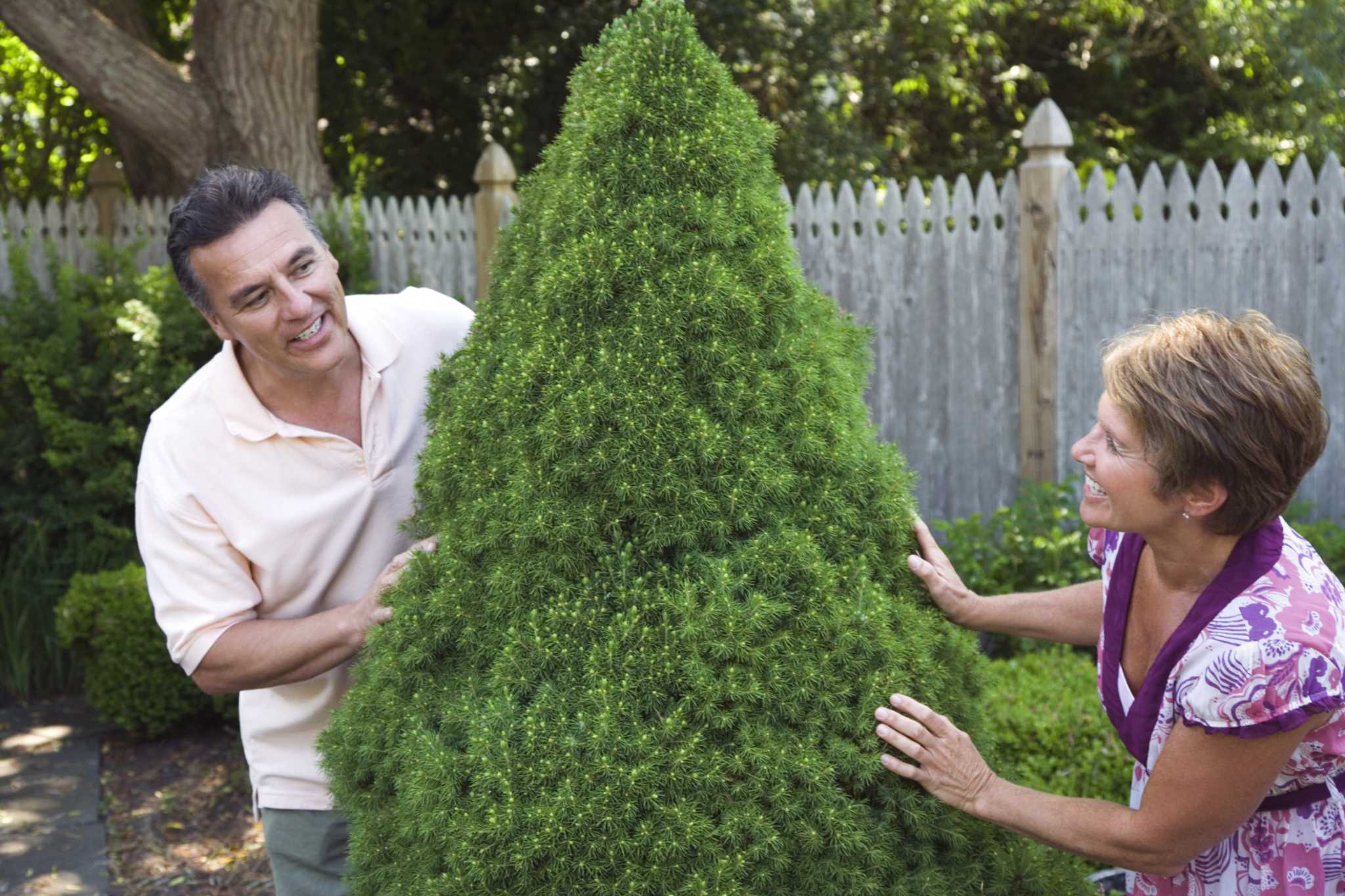 How to Maintain Spiral Topiary