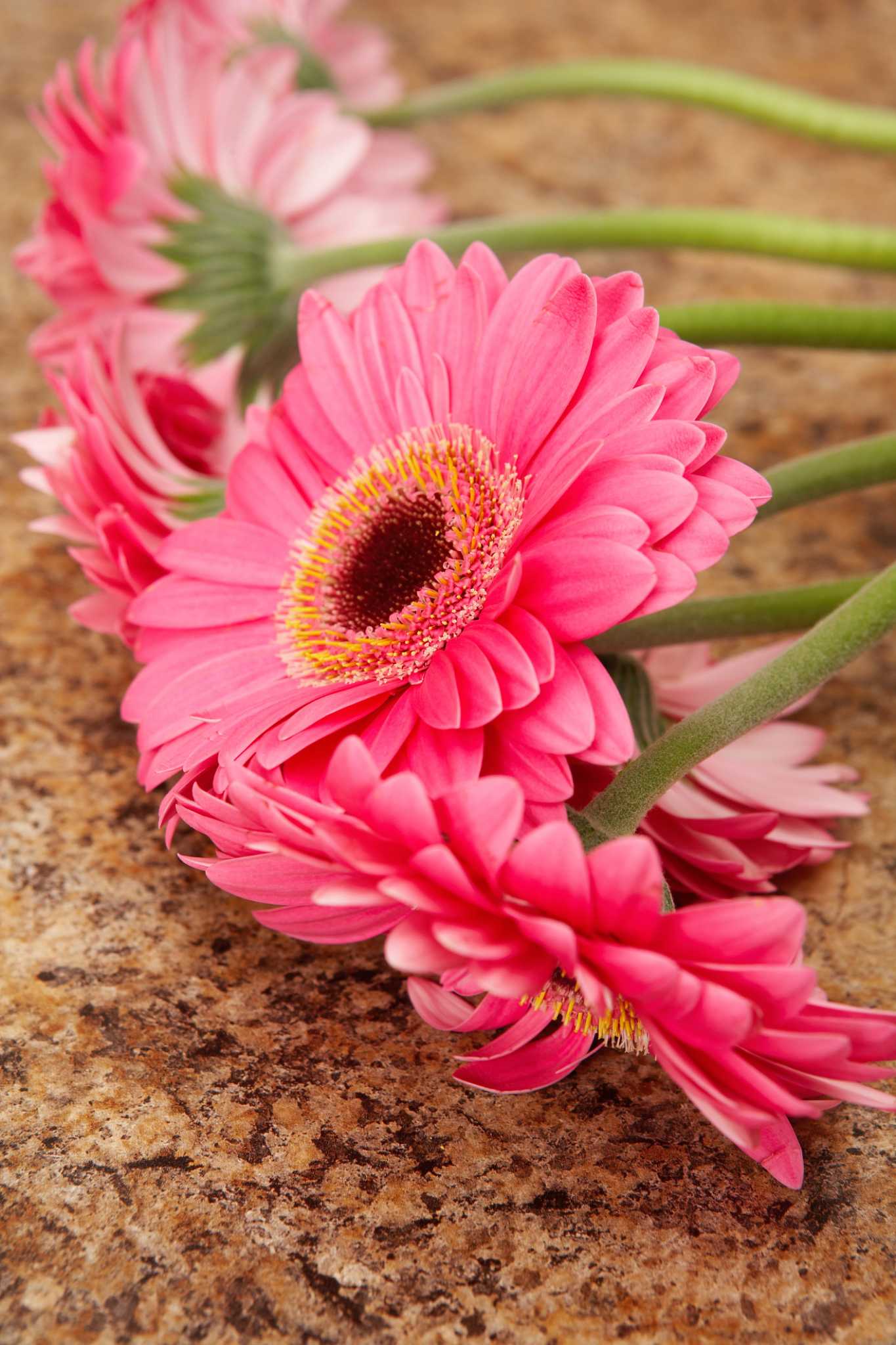 Shasta vs. Gerbera Daisies