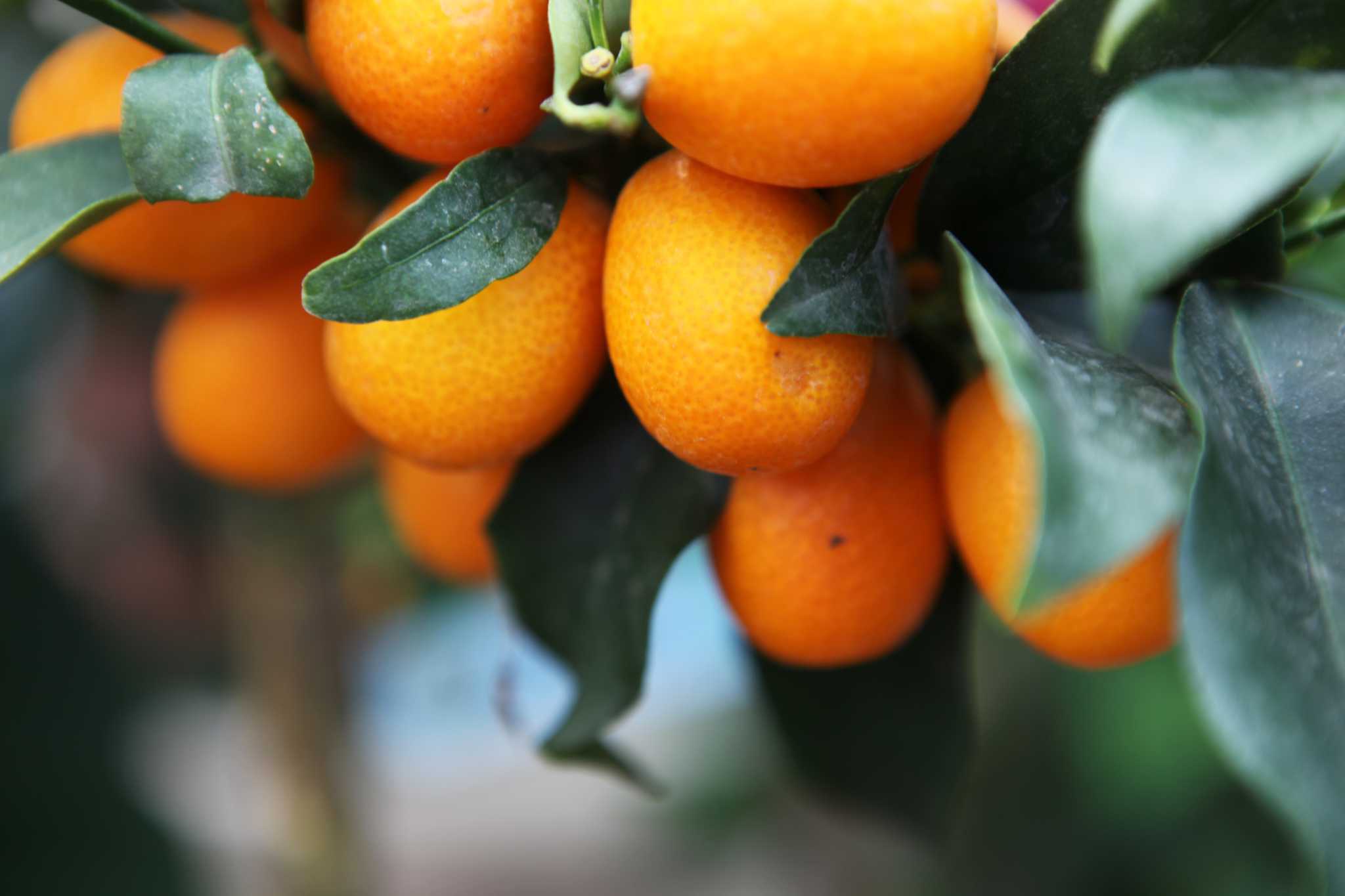 When Should I Copper Sulfate My Fruit Trees?