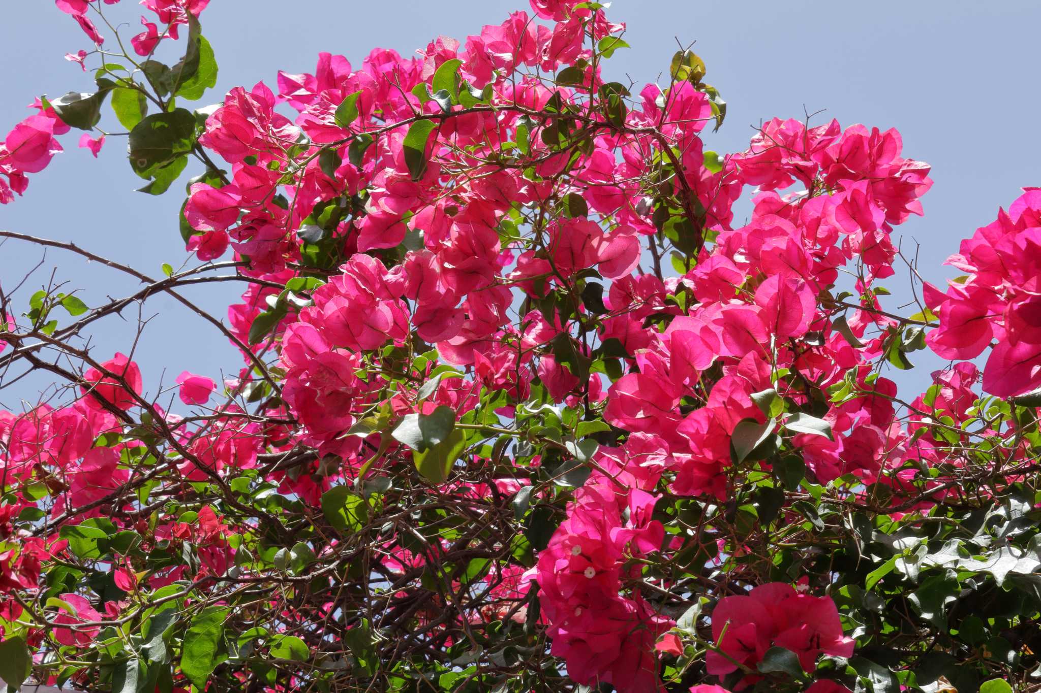 How to Make Bougainvillea Bloom