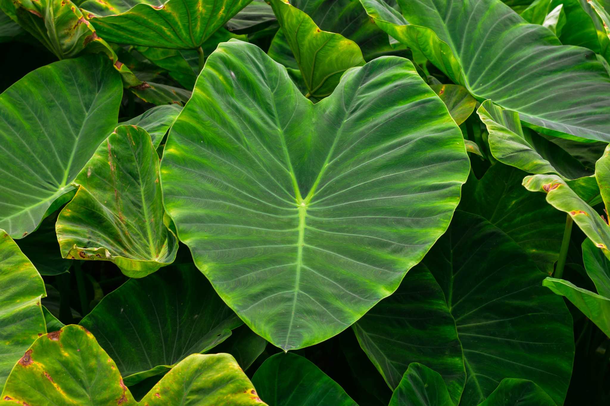 Should Elephant Ears Be Planted in the Shade or in the Sun?