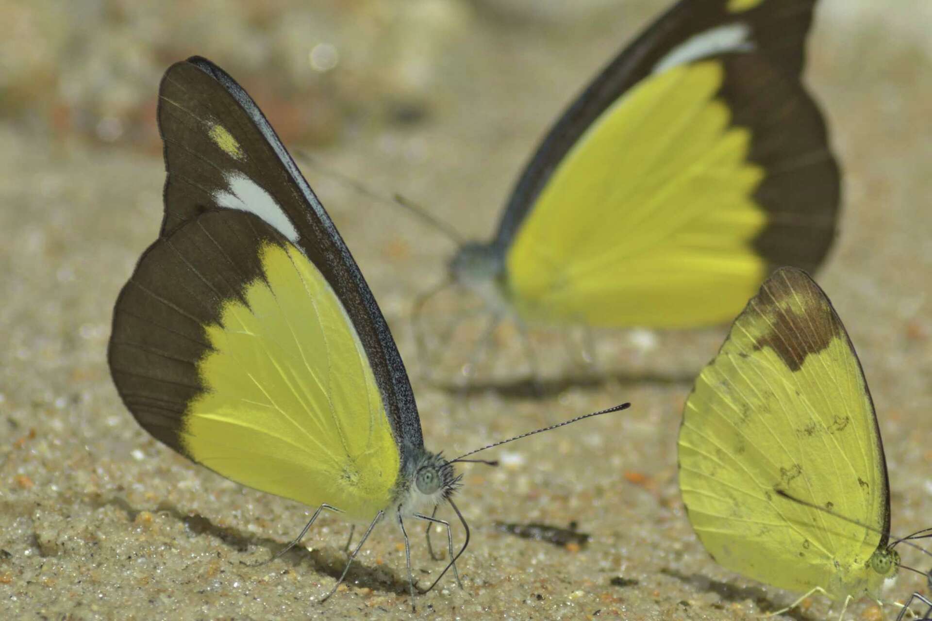 How to Make a Butterfly Puddling Pool