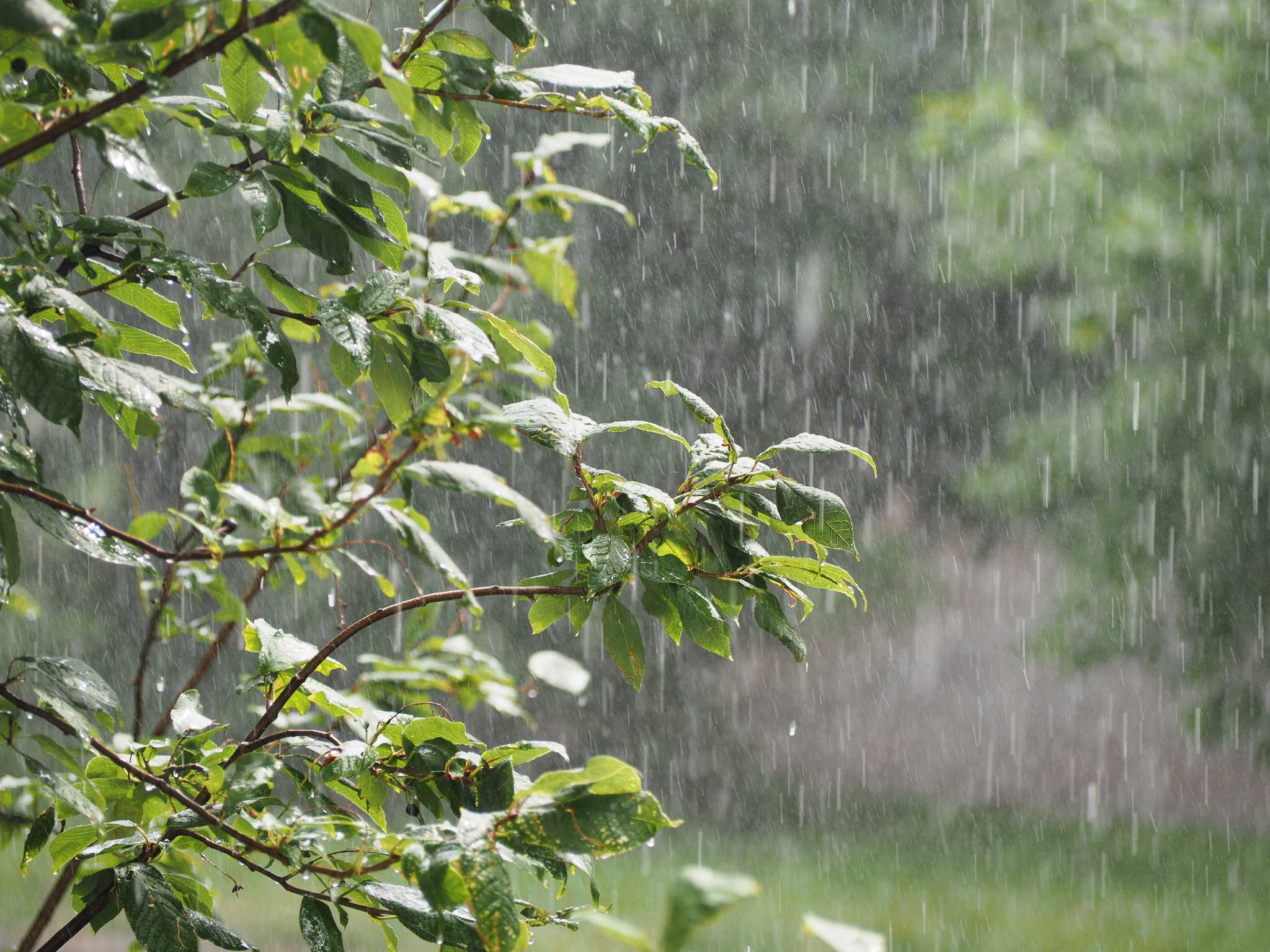 Should You Fertilize Before or After Heavy Rain?