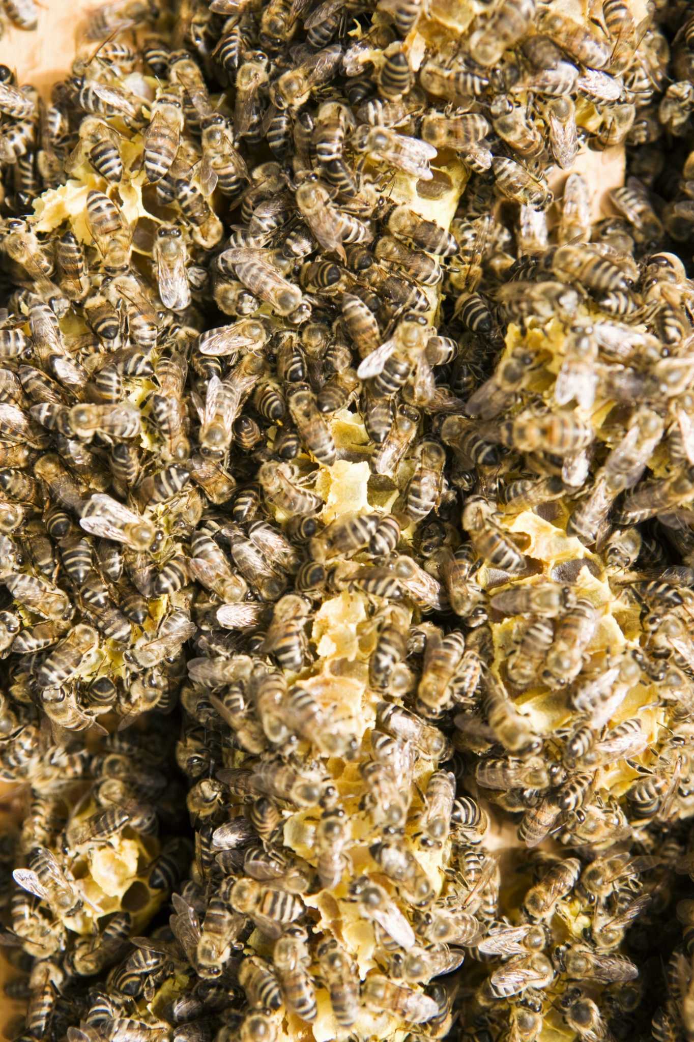 How to Make Candles From Beeswax Pastilles