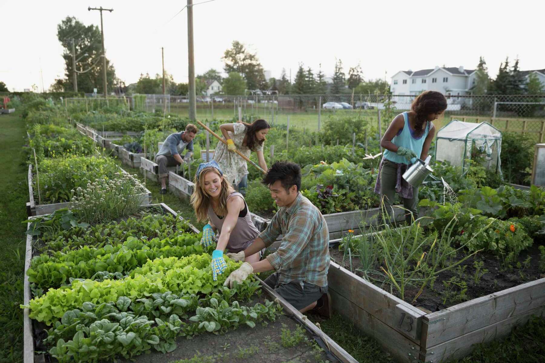 People Gardening Vegetables