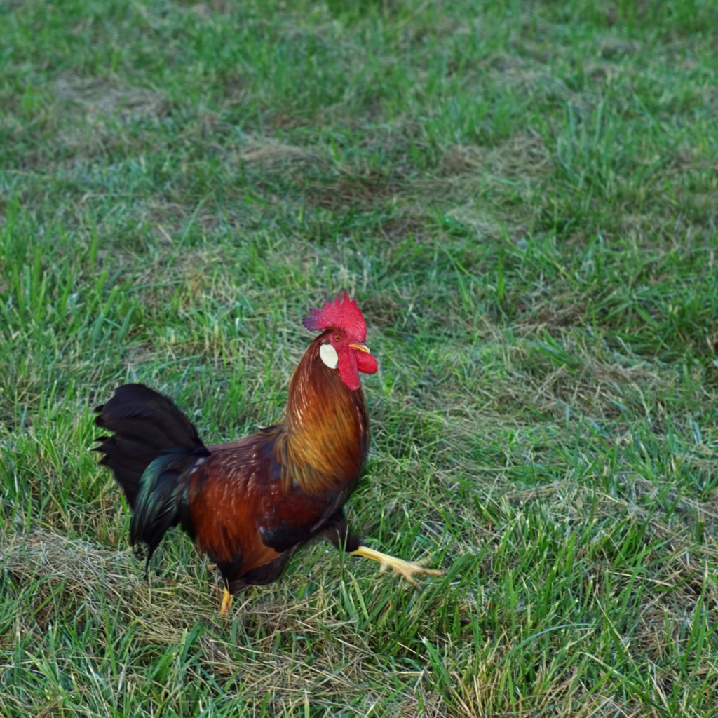 How to Make Chicken Manure Tea Fertilizer