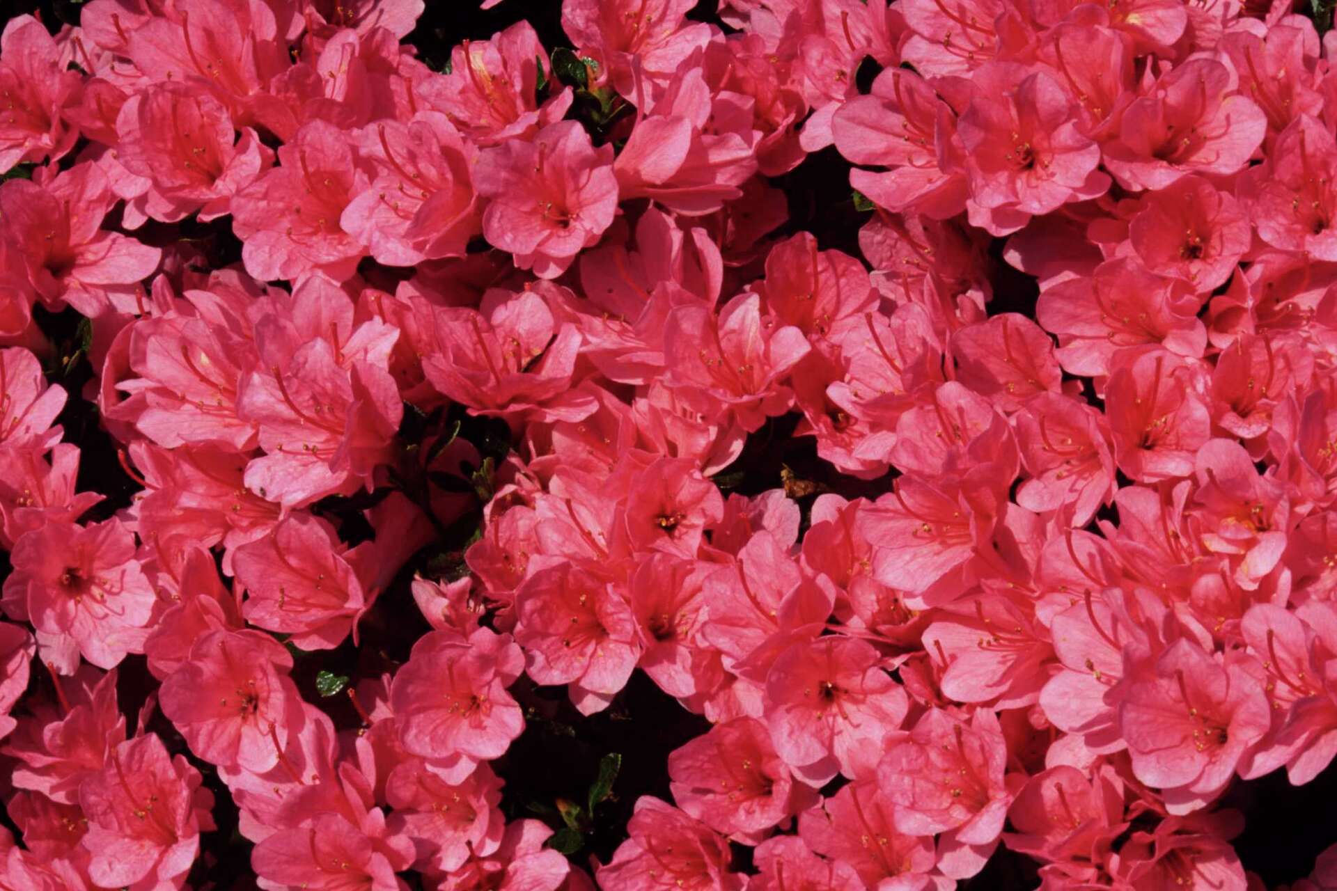 How to Mulch Rhododendrons