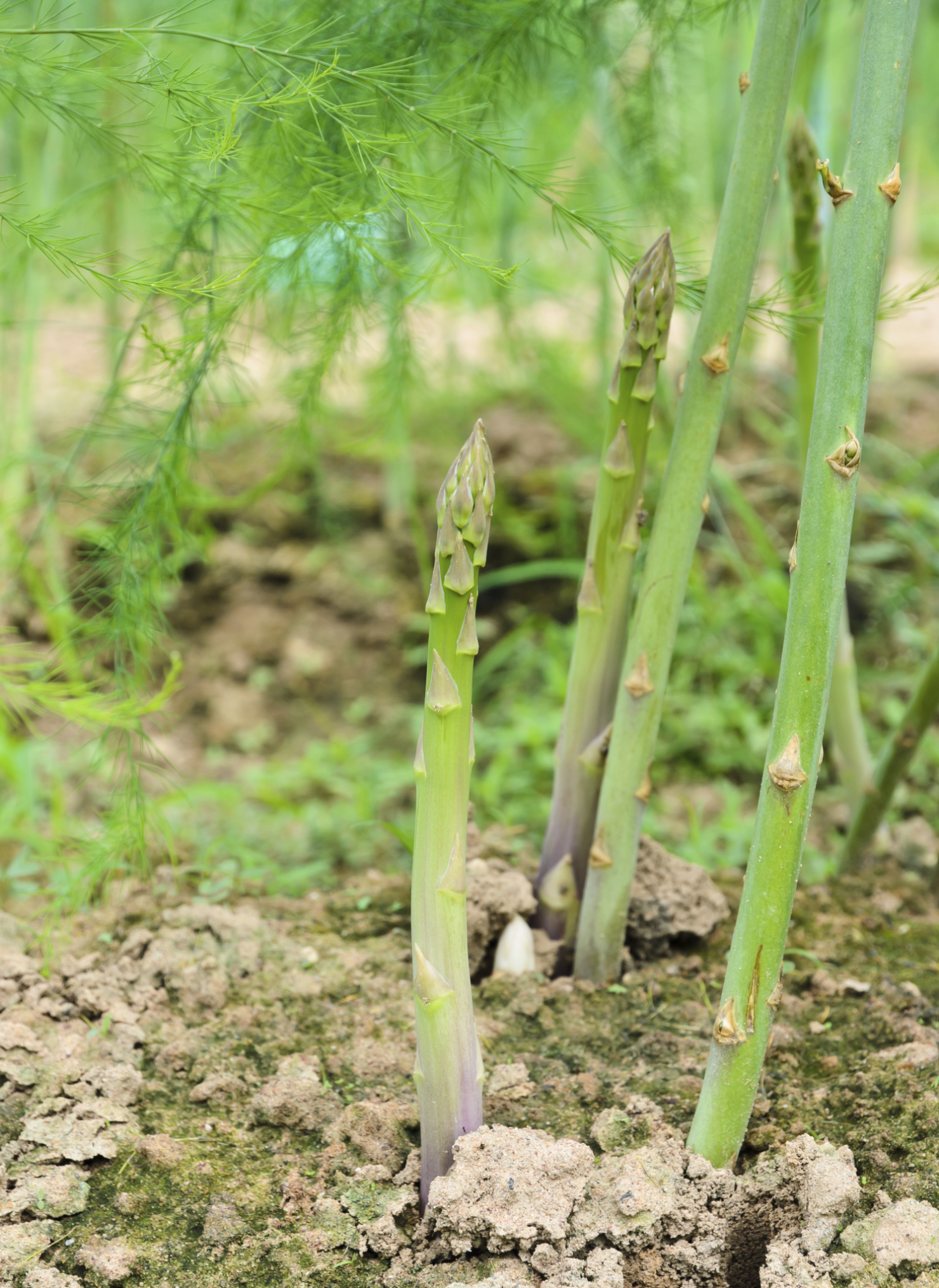 Should I Replace the Female Asparagus Plants With Male Plants