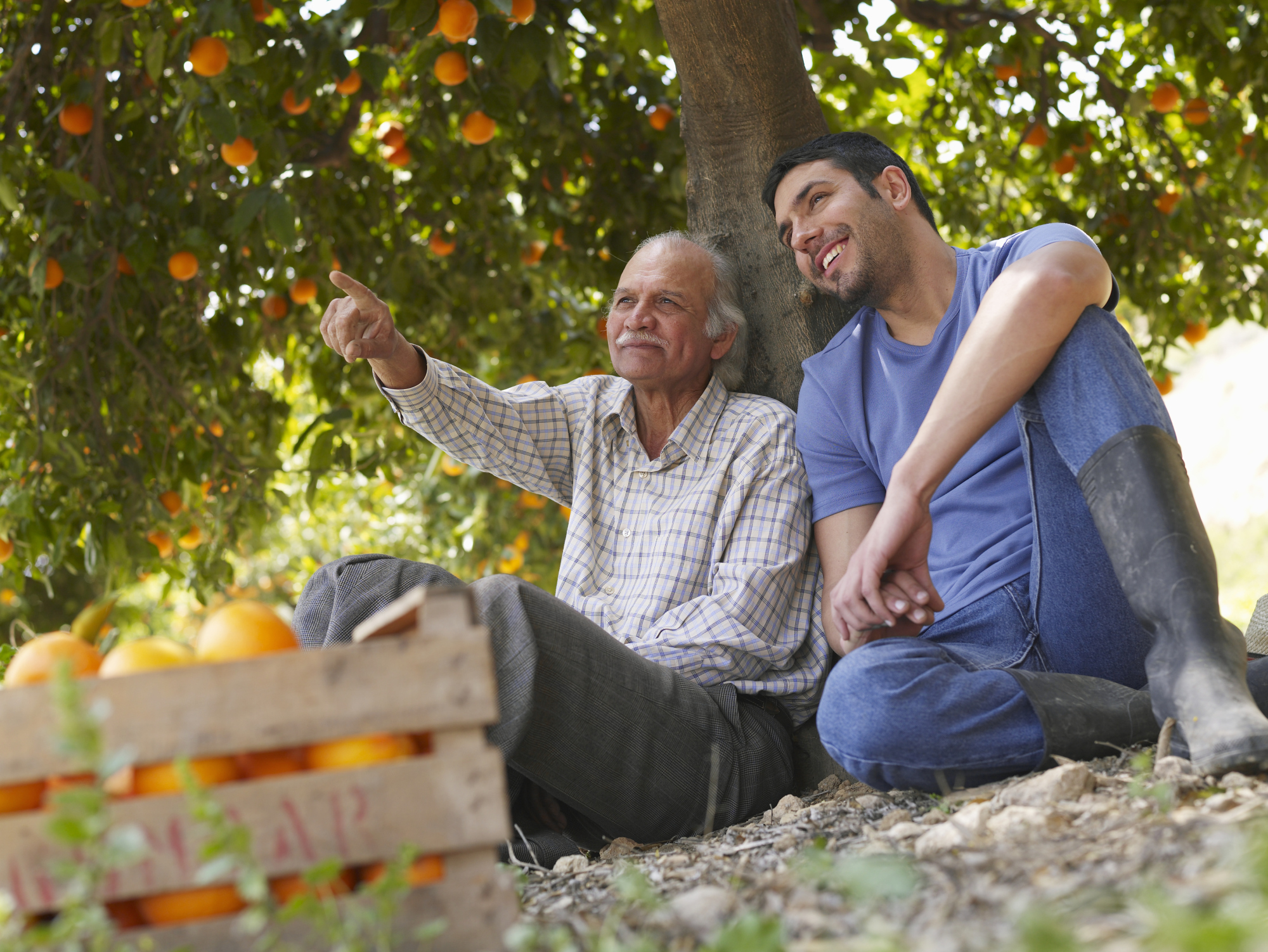 How to Make Copper Sulfate Spray for Citrus Trees