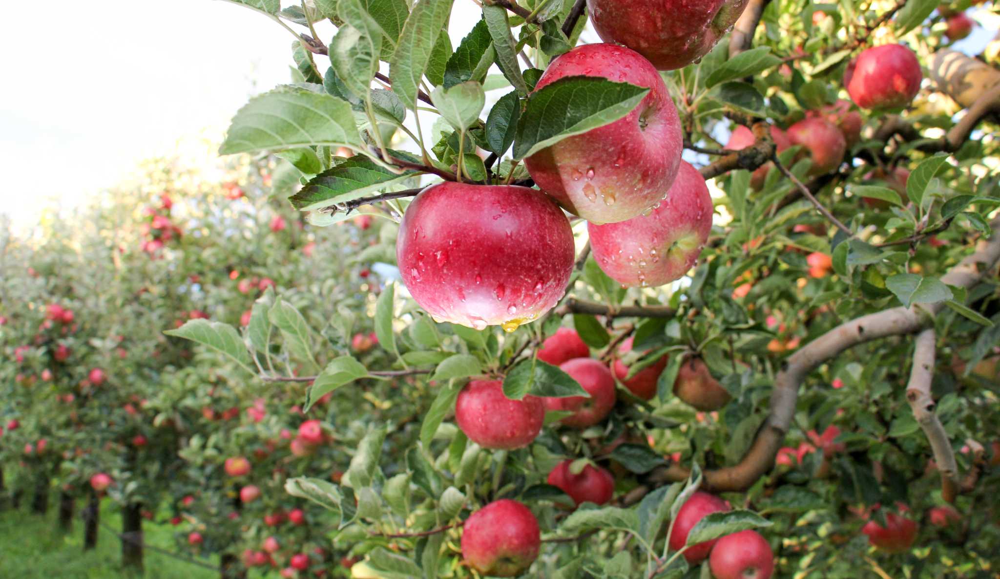 What Should You Spray Apple Trees With?
