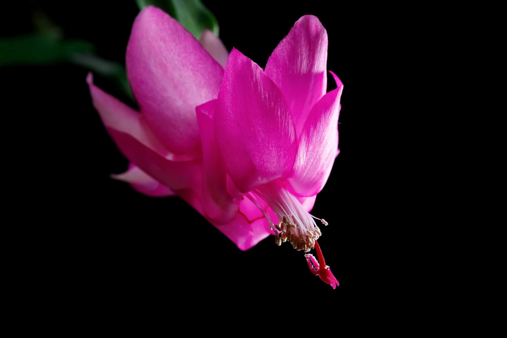How Often Should I Water My Christmas Cactus?