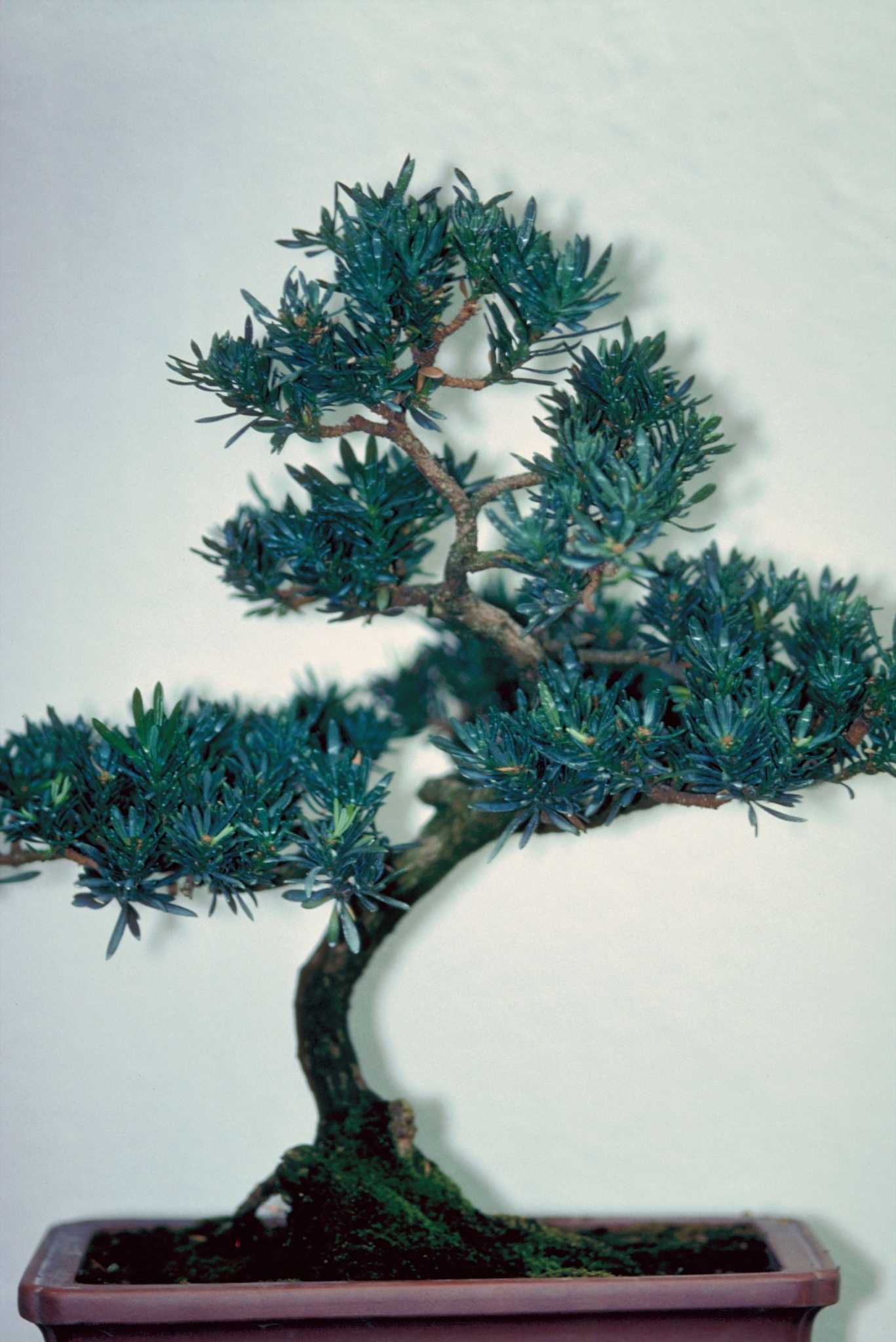 How to Trim Back Young Podocarpus Plants