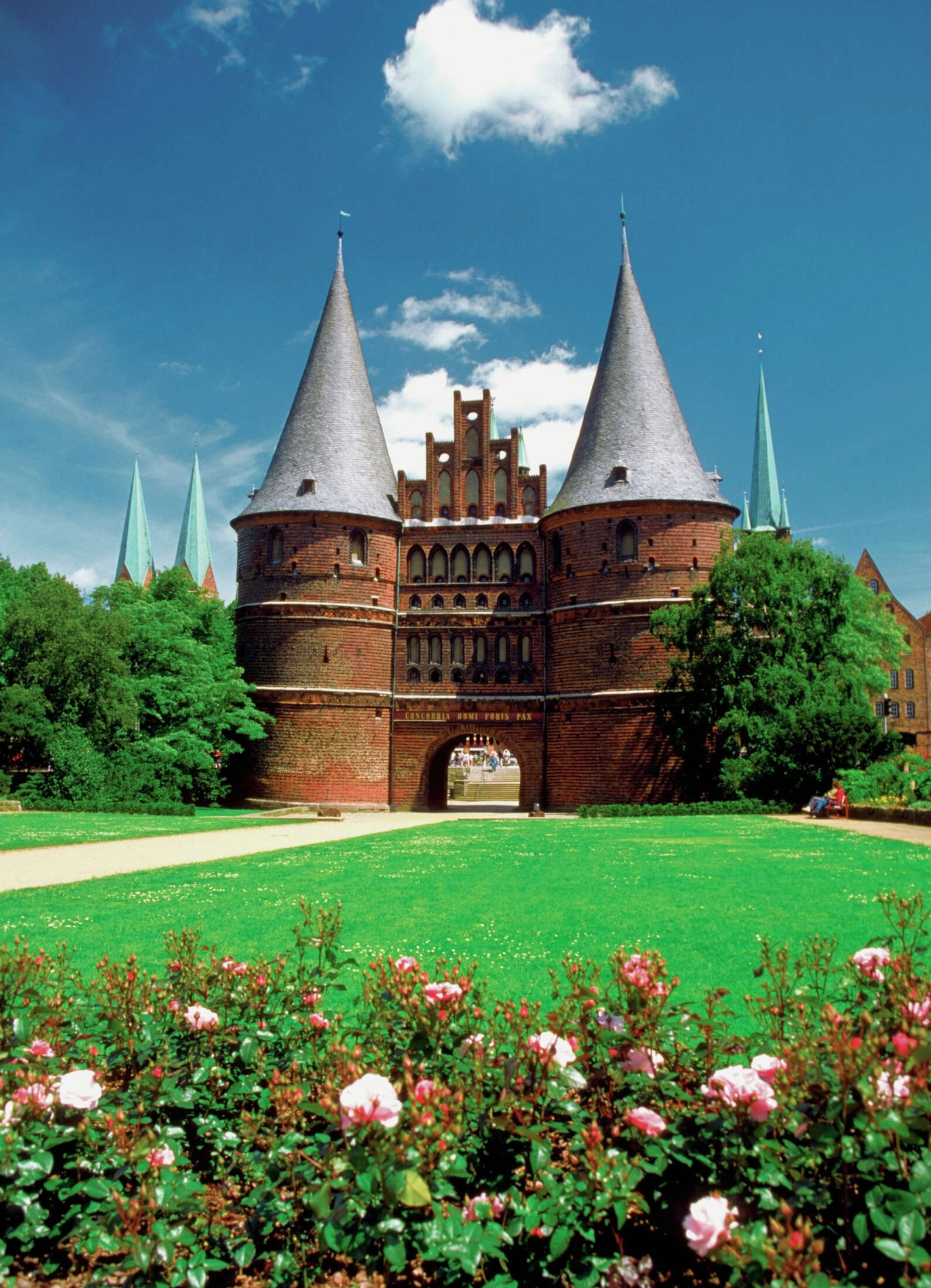 How to Make David Austin's Rose Bush Stems Thicker