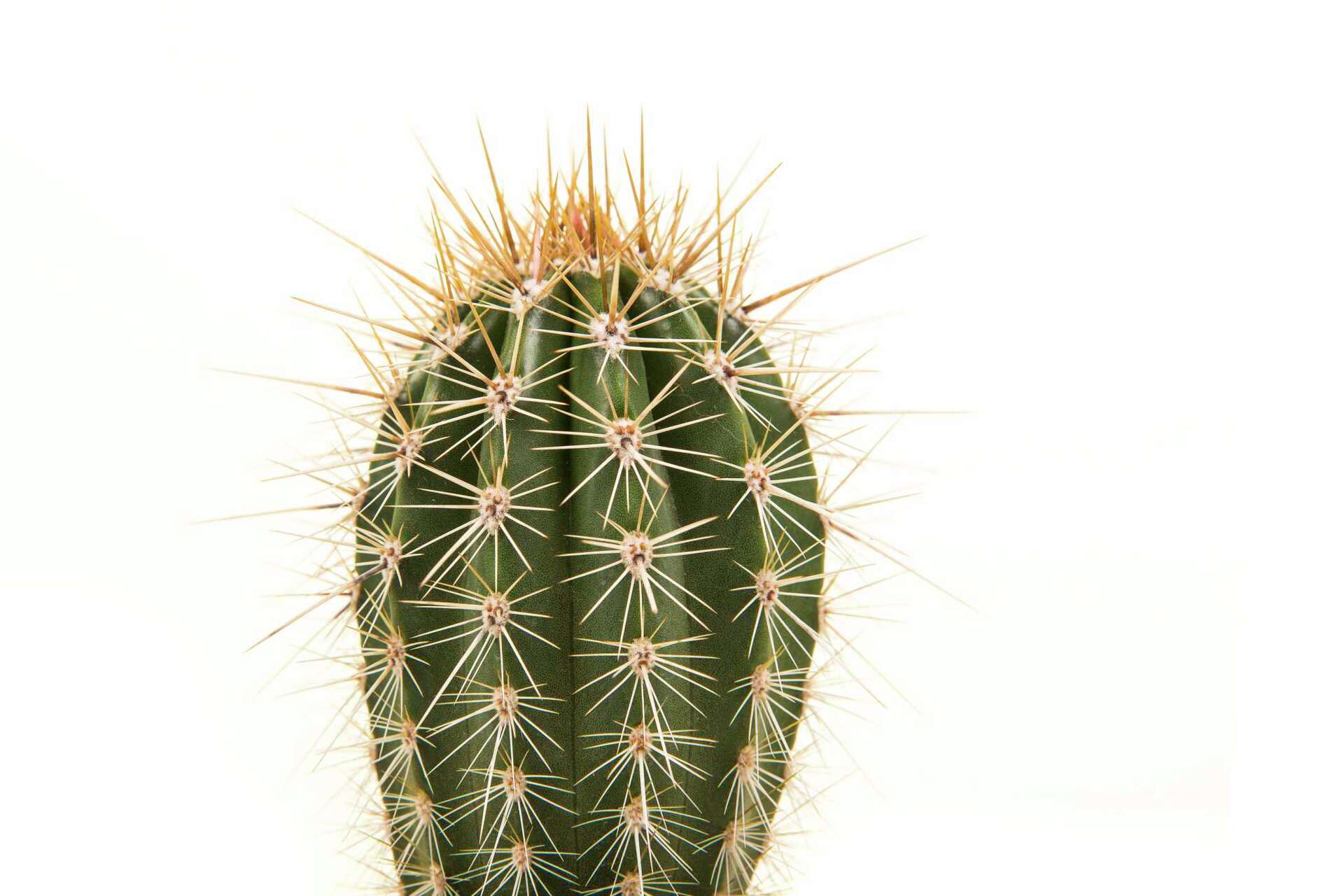 Shriveling Cactuses