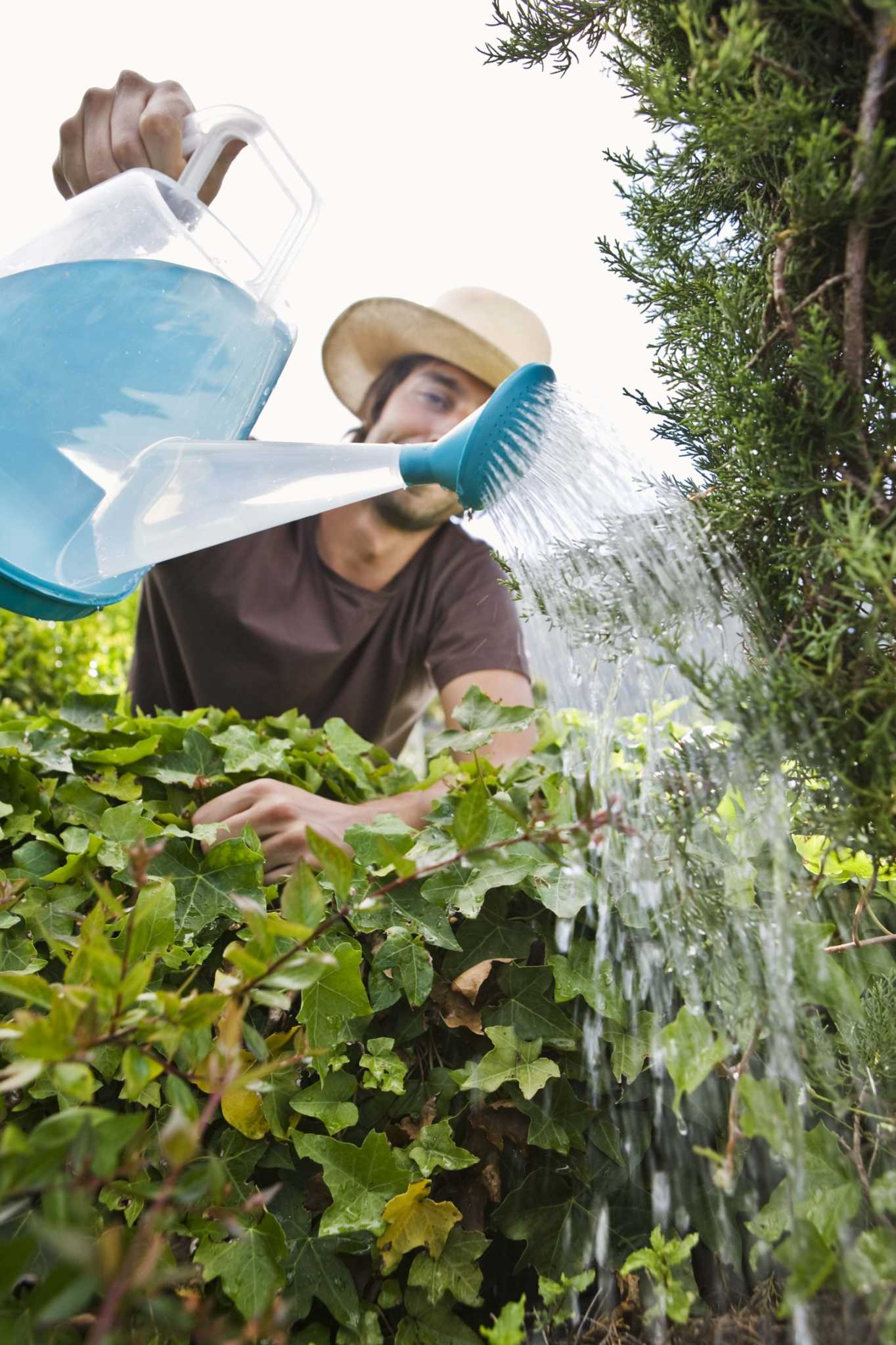 Signs of OverWatering a Plant