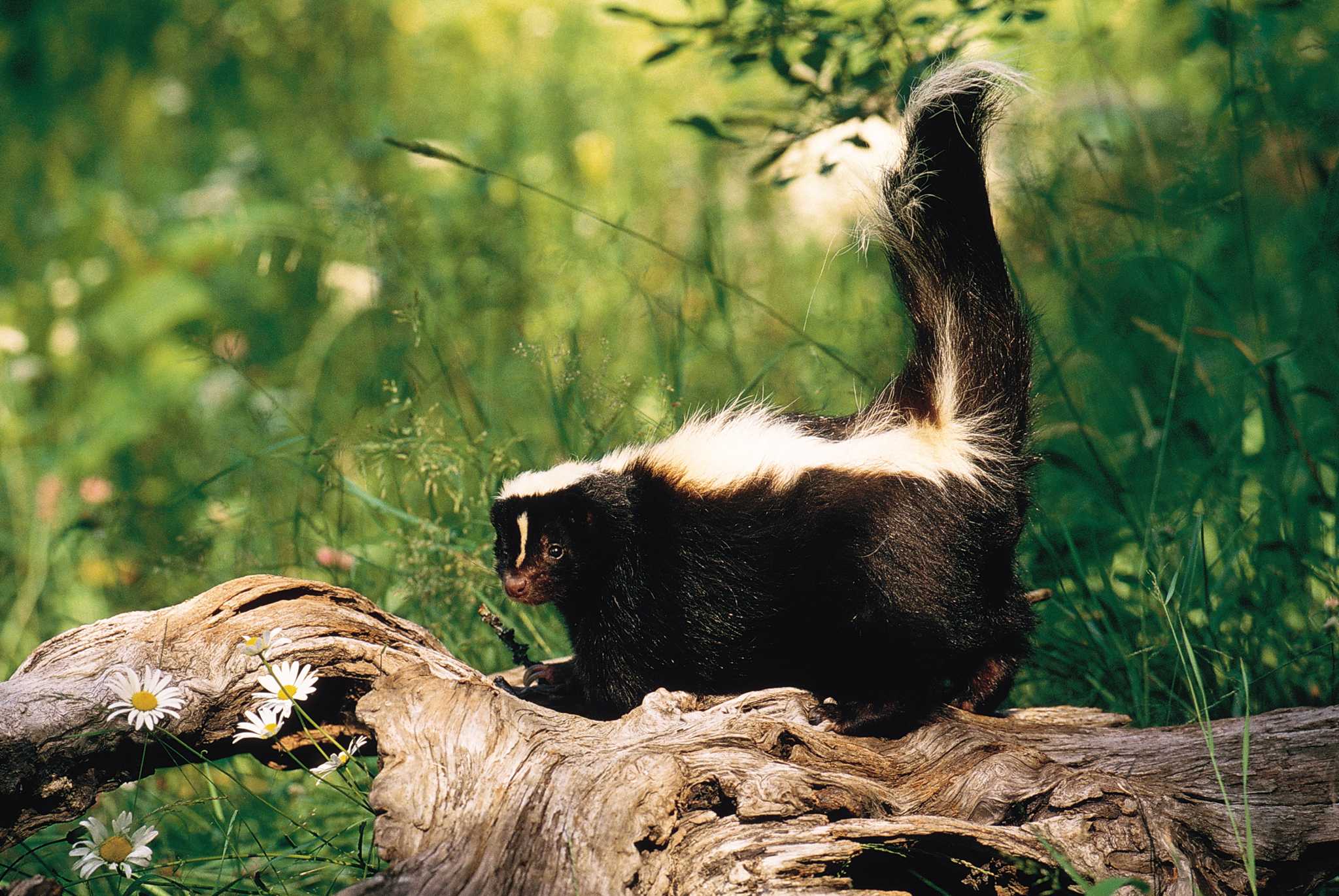 Spring Skunk Signs of a Skunk in Your Yard