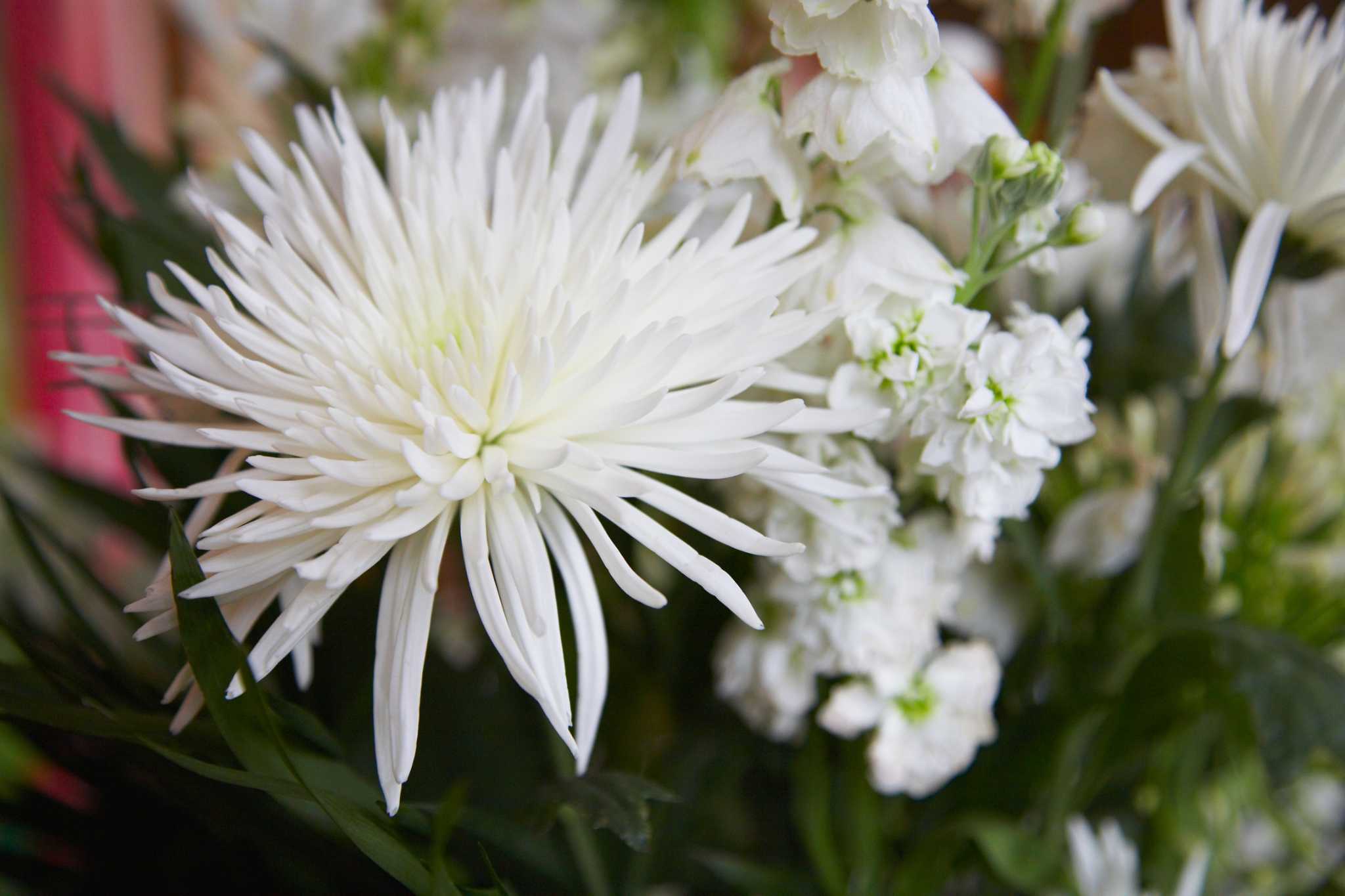 Size of Chrysanthemums