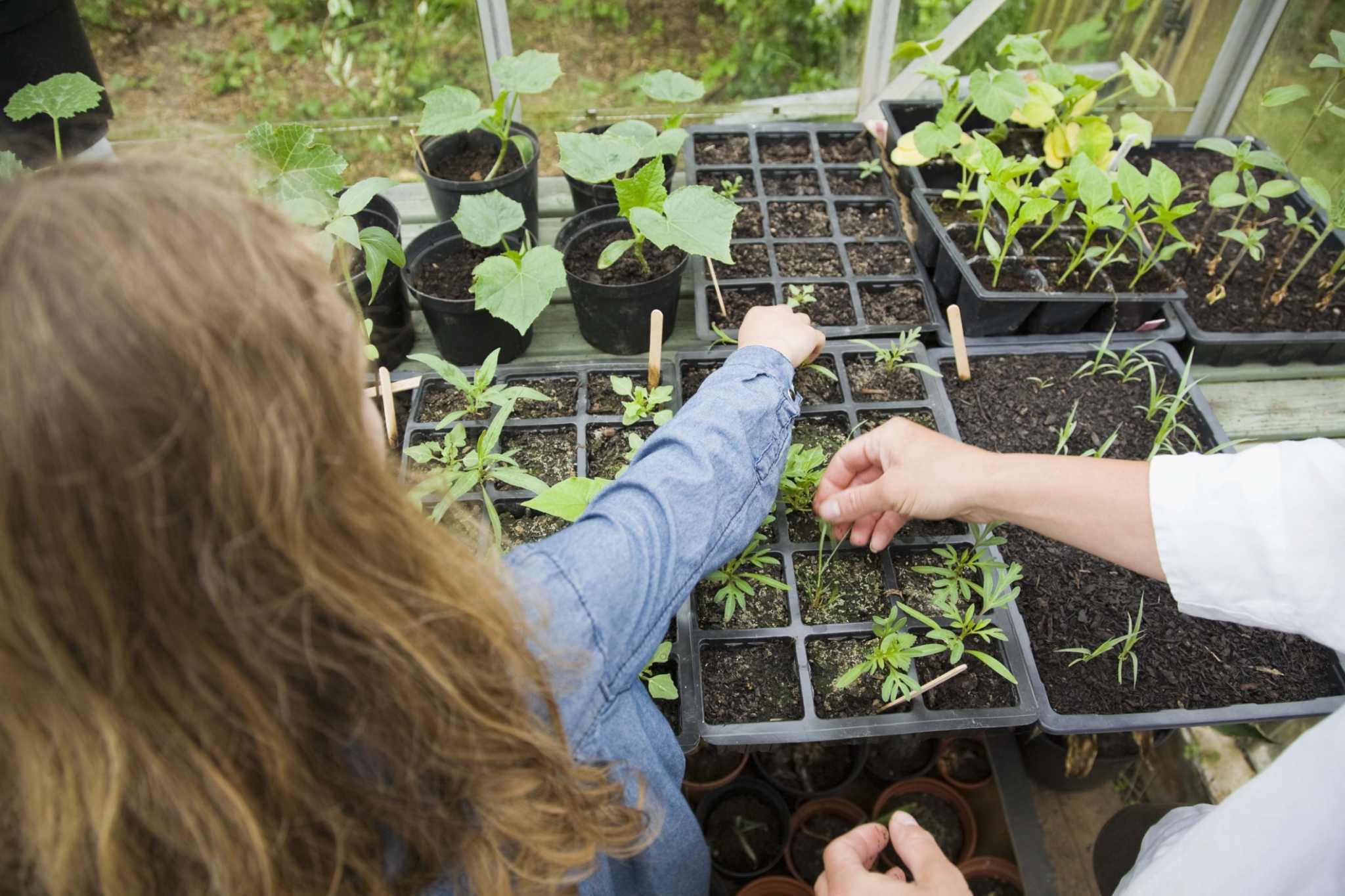 How to Make a Greenhouse Misting System