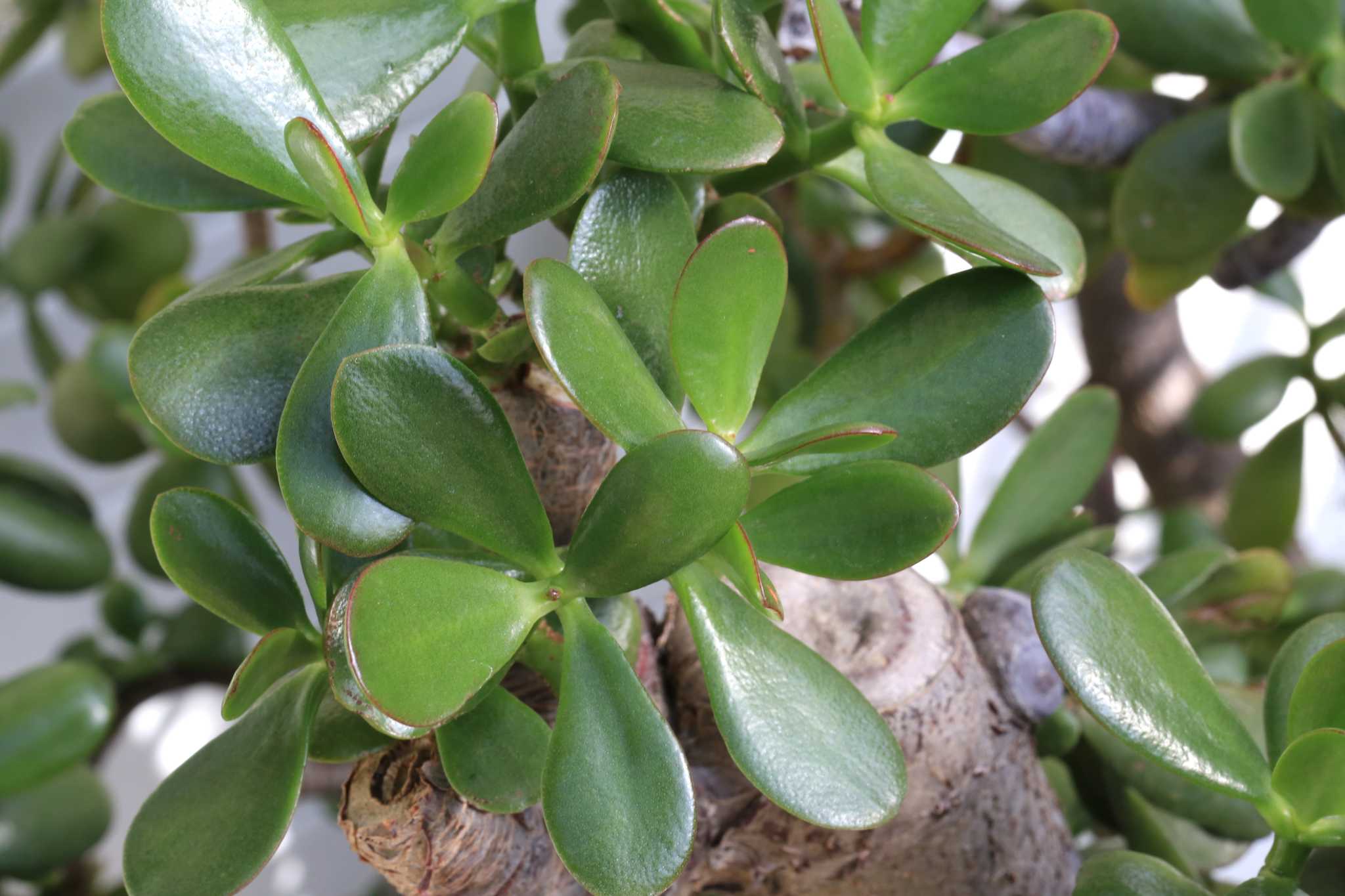 How to Make a Jade Plant Thicker
