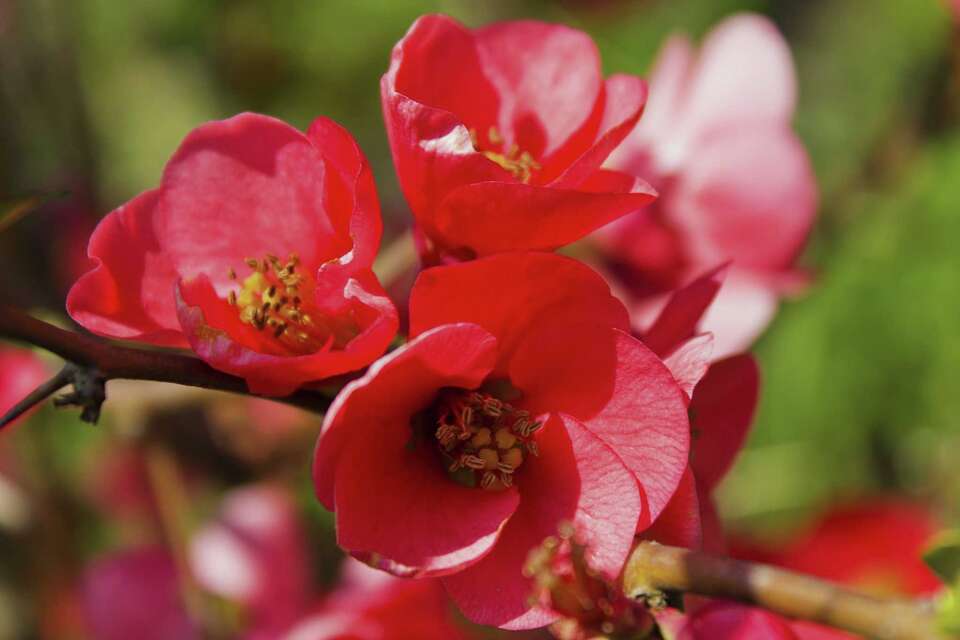 Small Flowering Shrubs for Partial Sun and Easy Maintenance