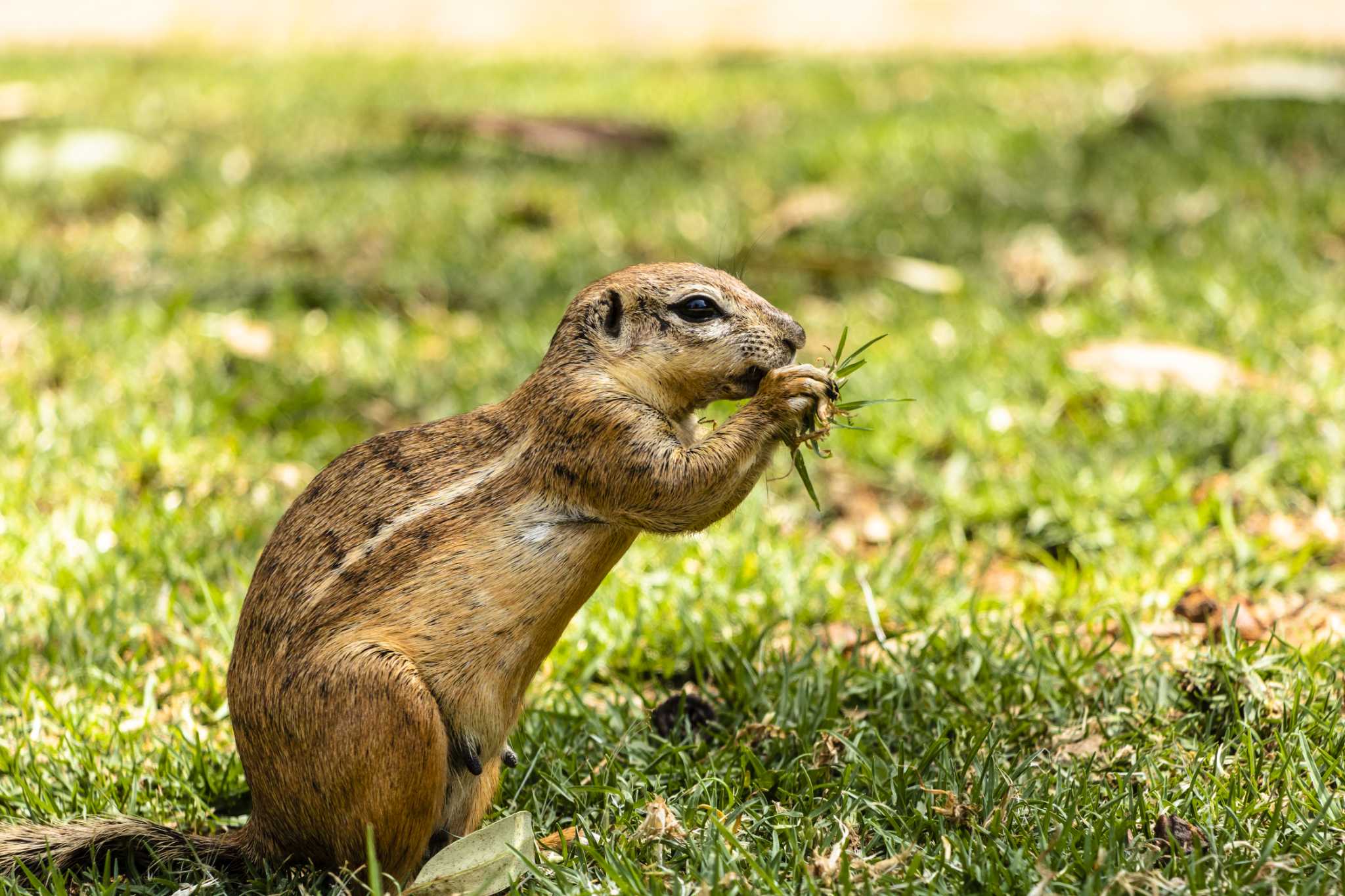 Smells That Squirrels Do Not Like