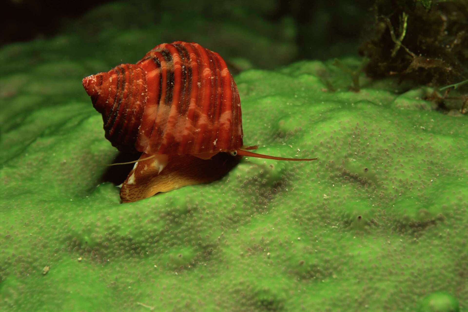 Snails & Plants for Ponds