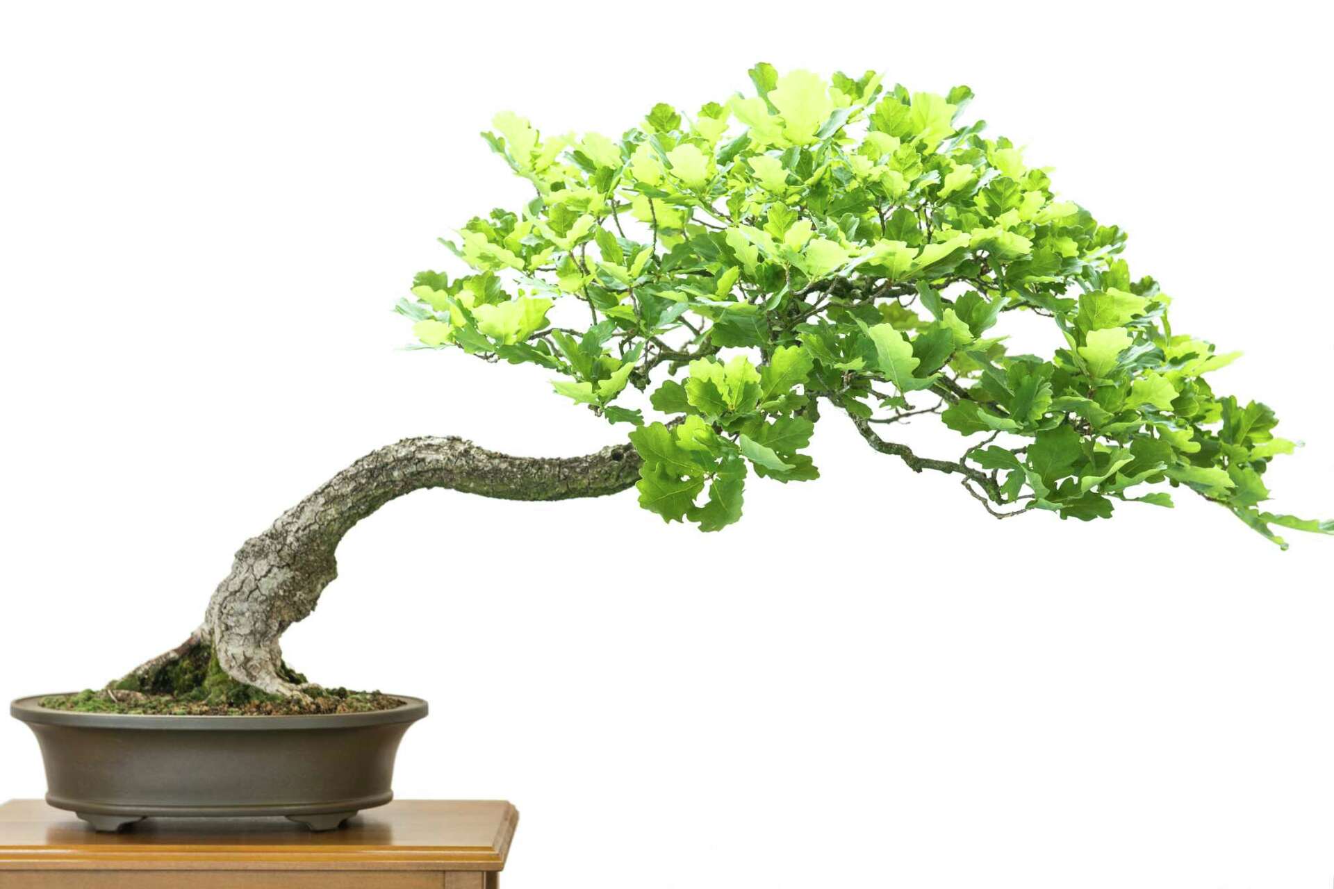 grow your own bonsai tree Bonsai Beginner Tree Starter Kit - DIY From Seed to Tree main image 1