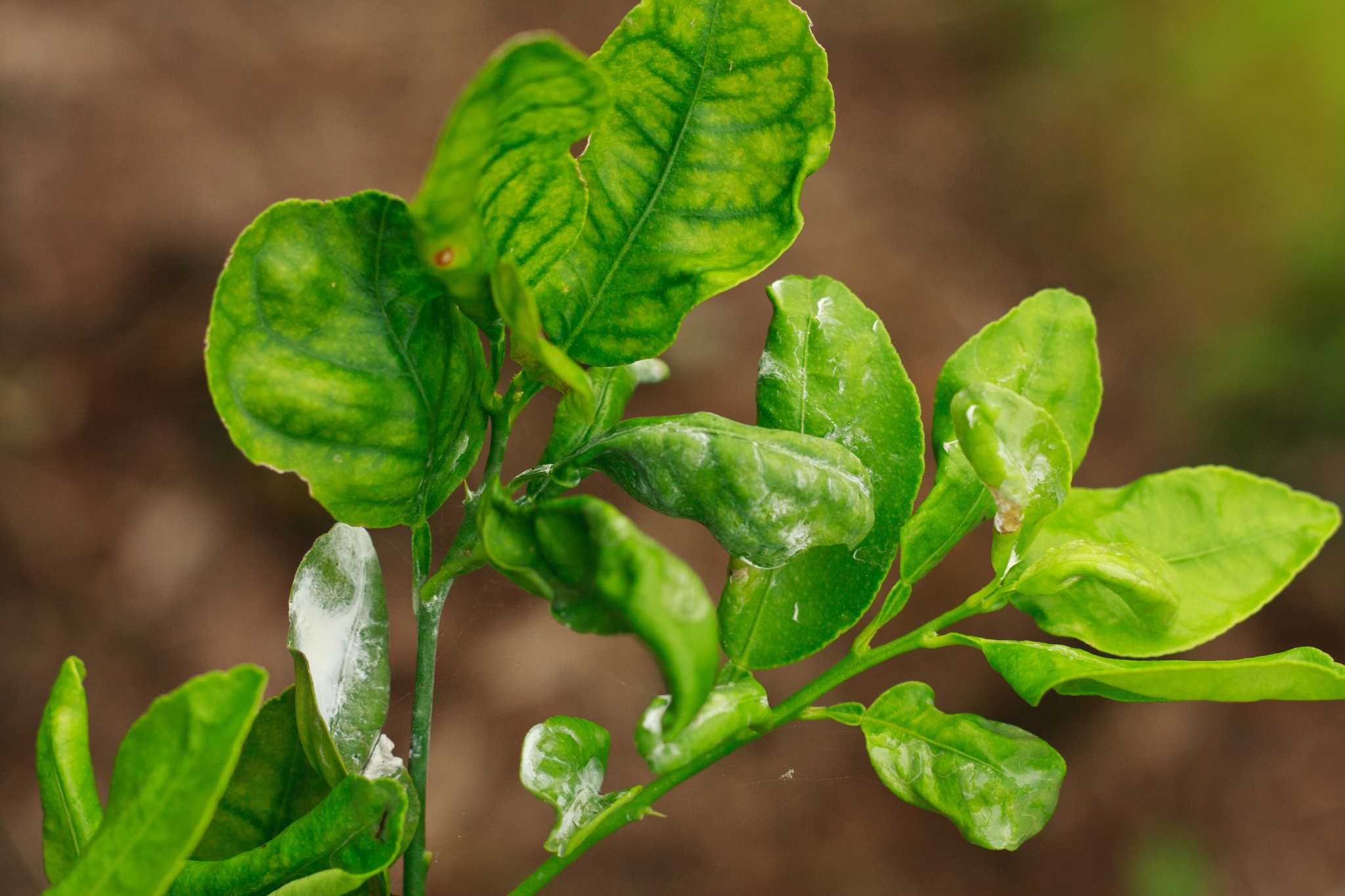 soapy-spray-to-get-rid-of-mealybugs-on-plants