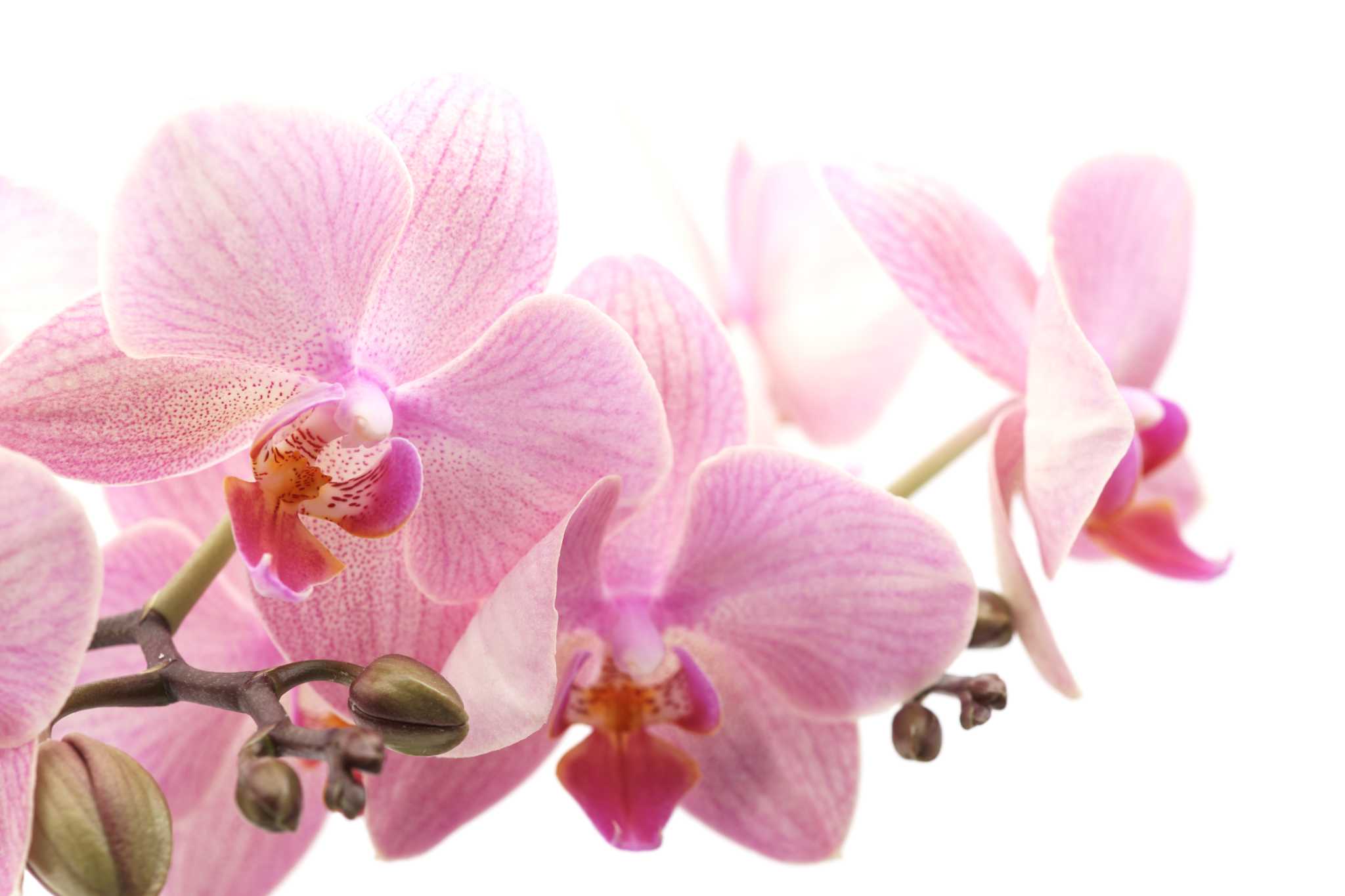 How to Make an Orchid Grow Another Stem