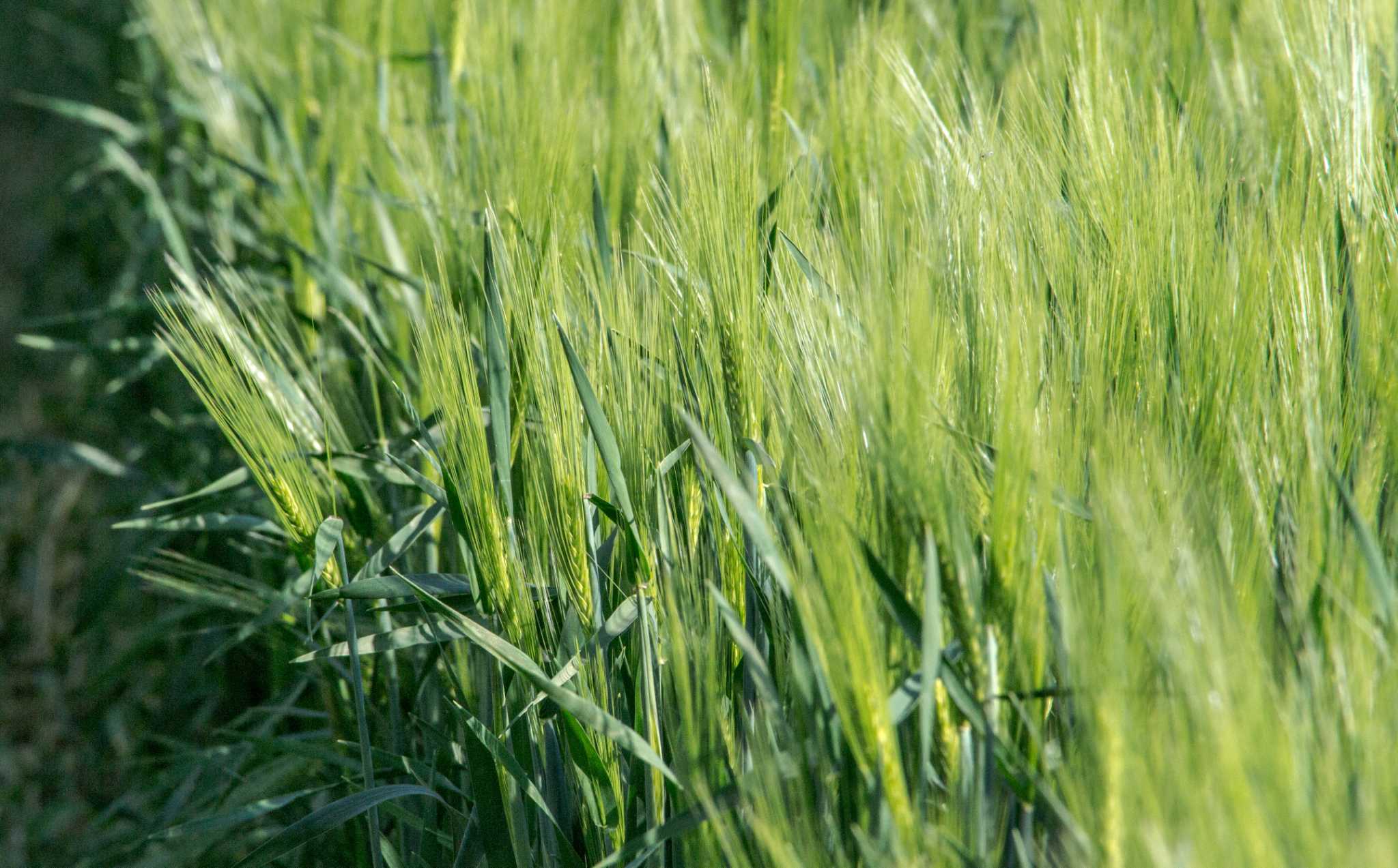 Soft Grasses