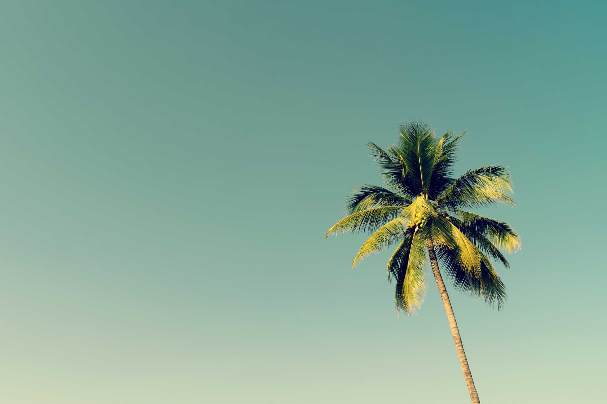 How to Make Palm Trees Grow Faster
