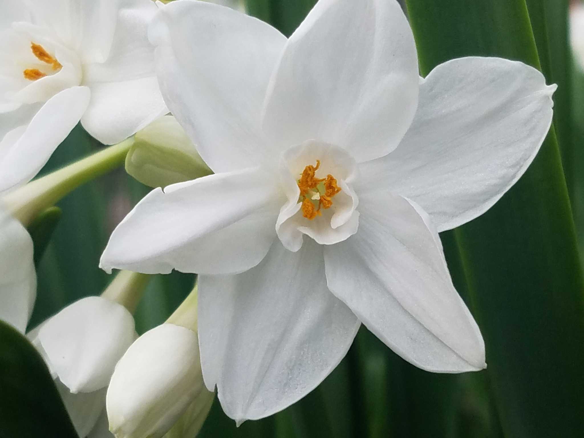 How to Make Paperwhite Bulbs Bloom Again