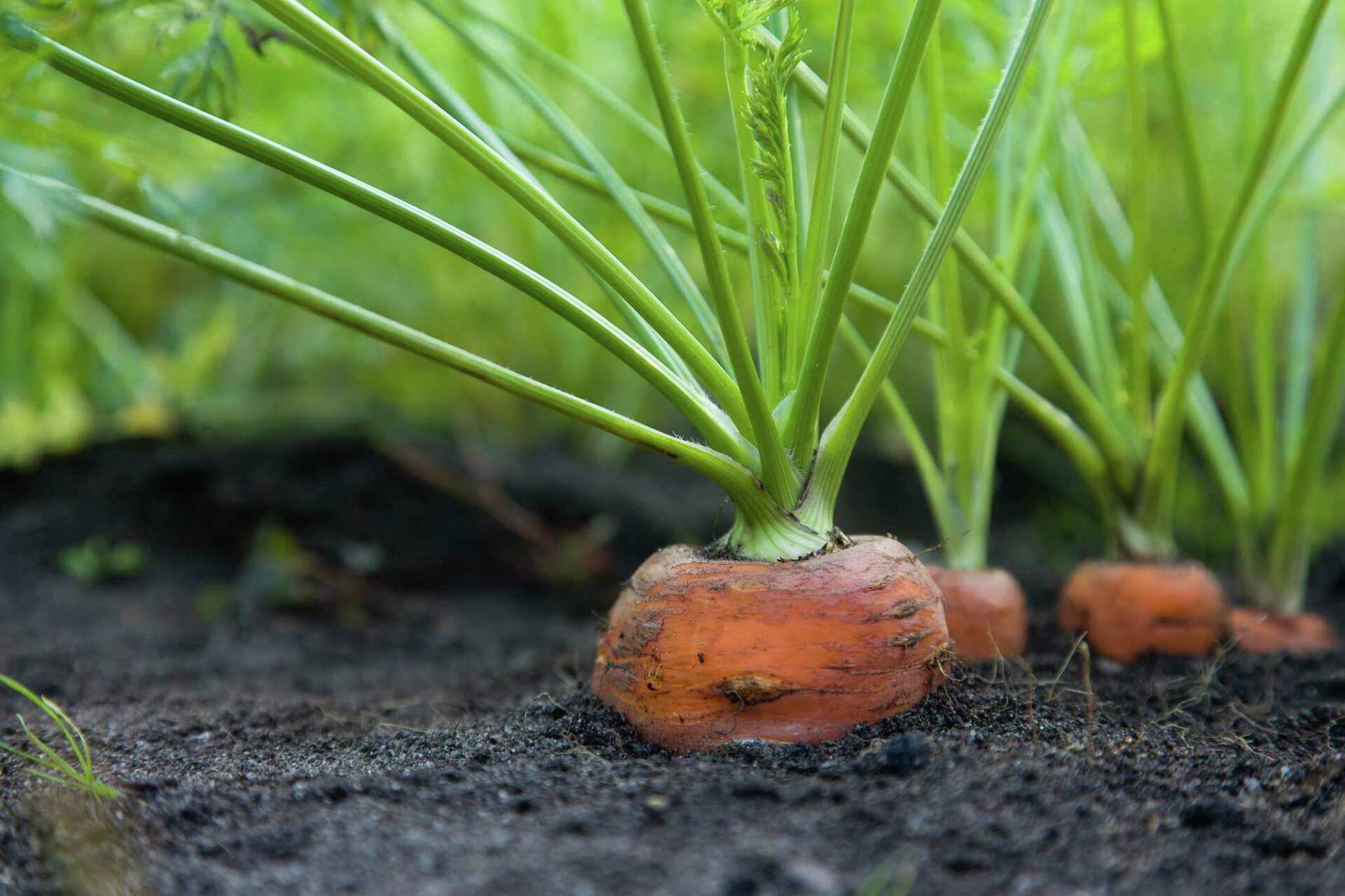How Soon Can You Eat Veggies After Using Sevin?