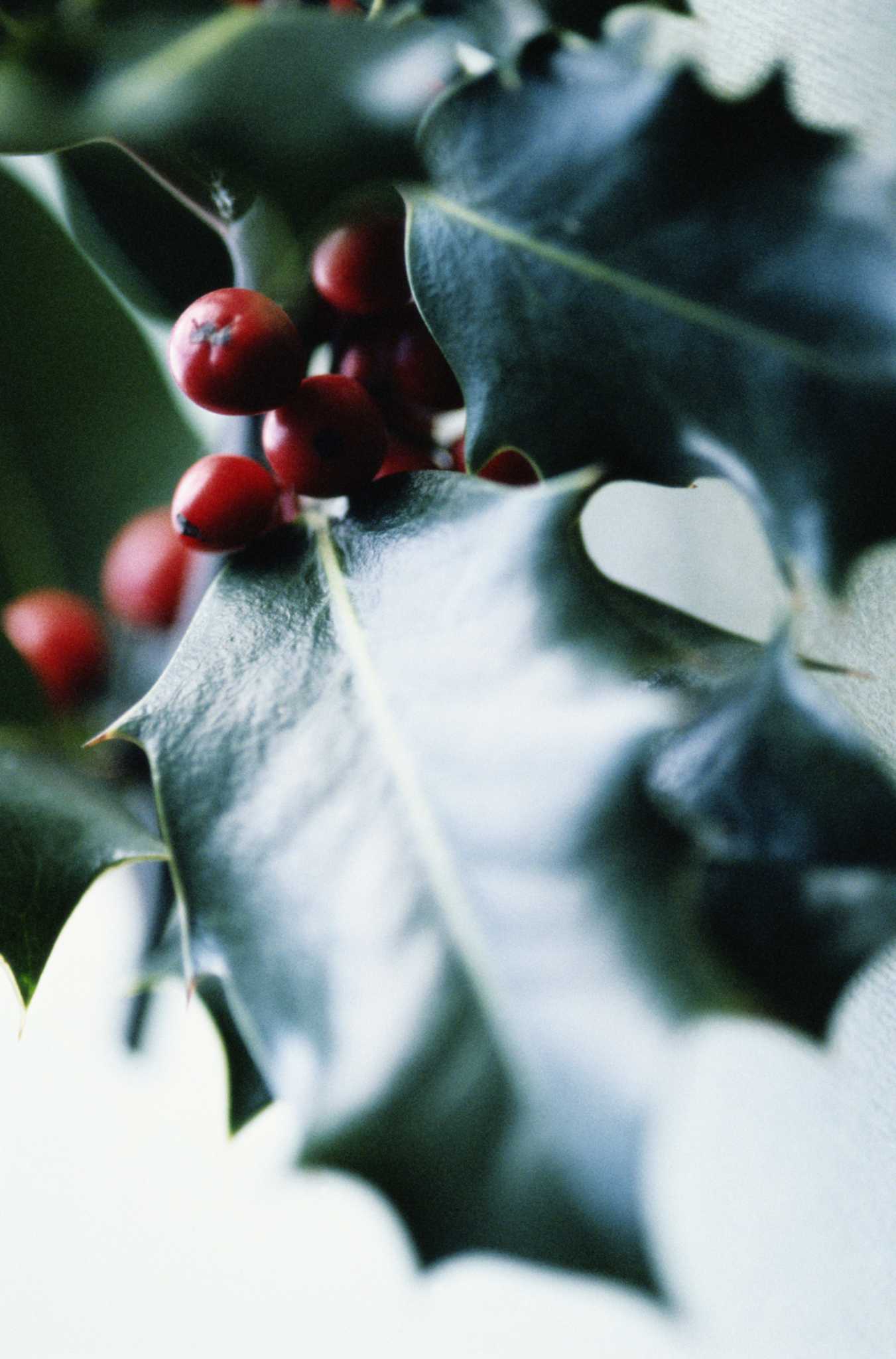 when-how-to-prune-holly-bushes