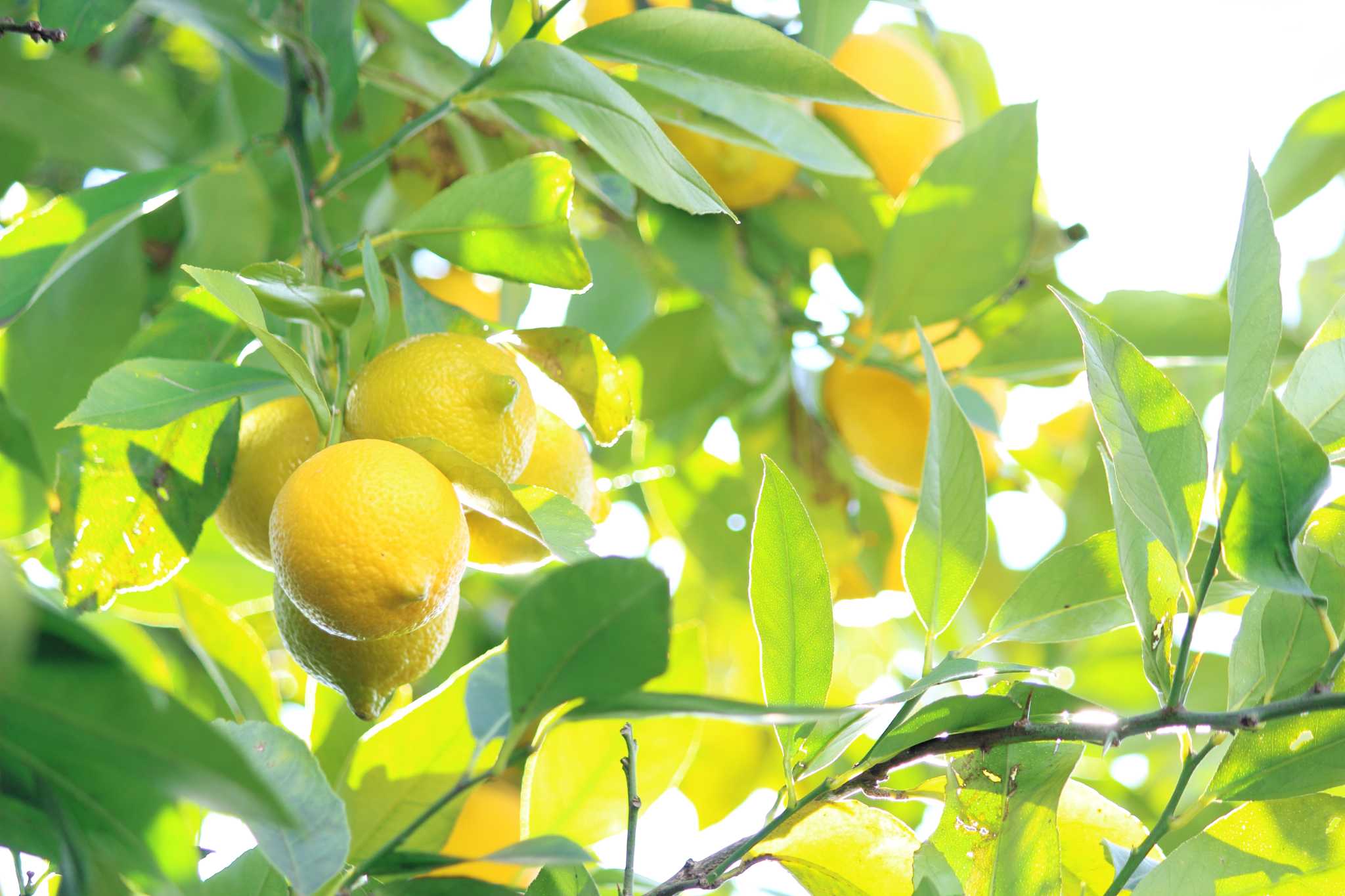 The Best Source of Nitrogen for Lemon Trees