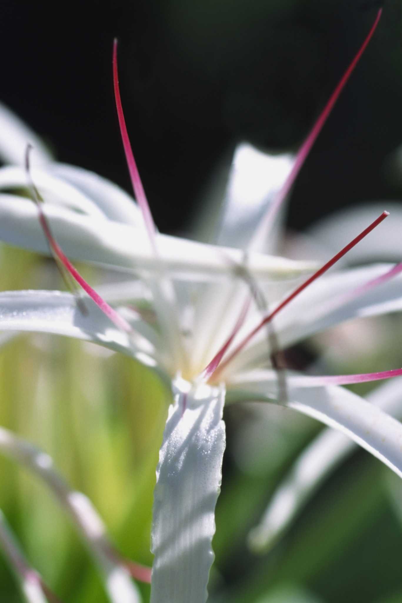 Are spider lilies 2024 poisonous to dogs