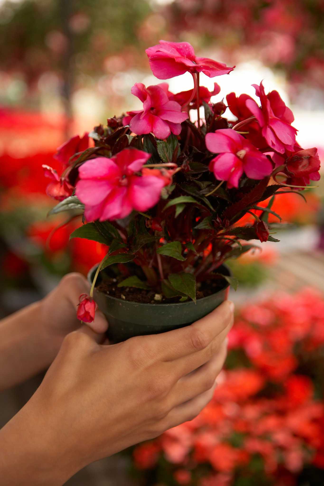 Spots on New Guinea Impatiens