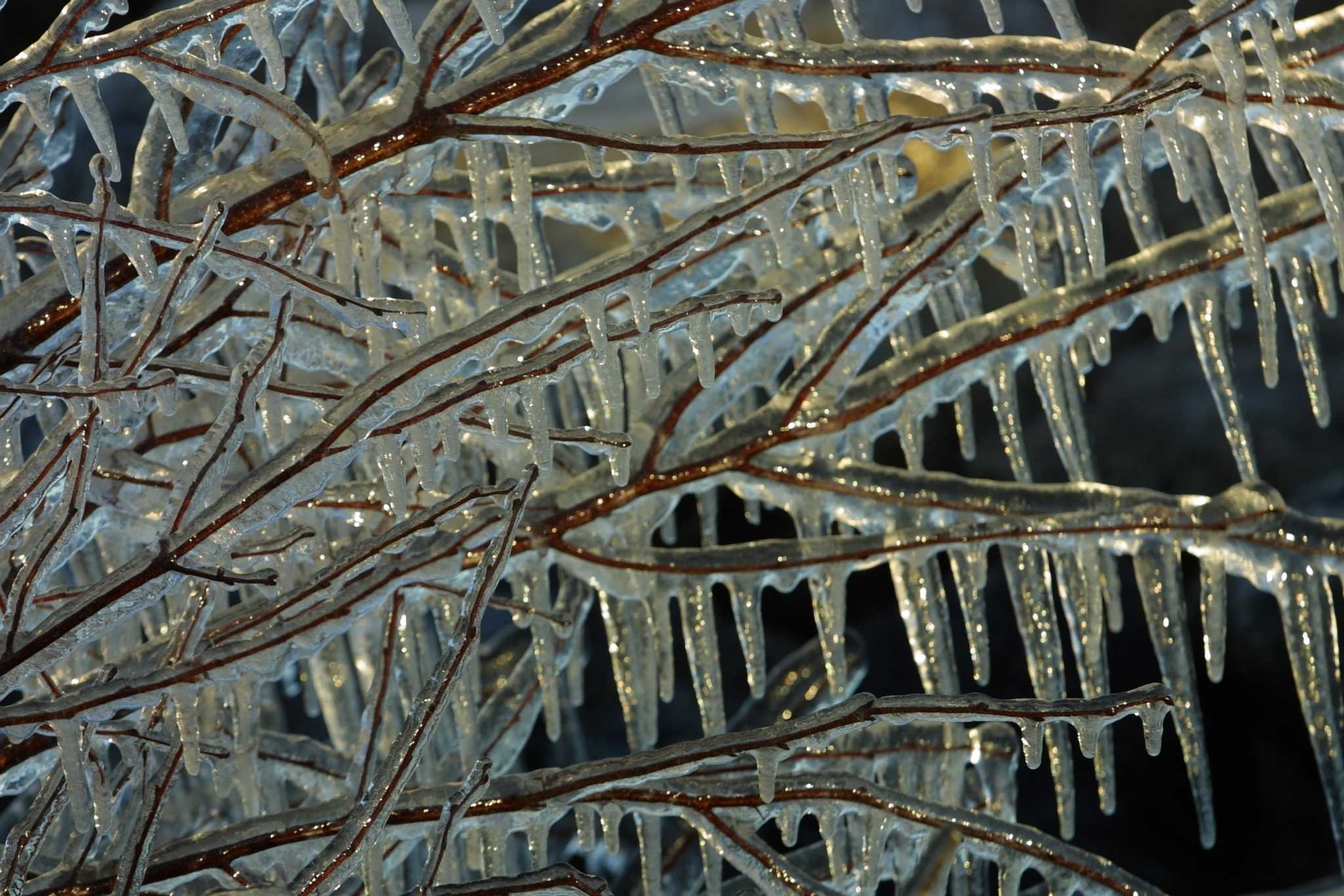 Why Spray Fruit Trees With Water Before a Freeze