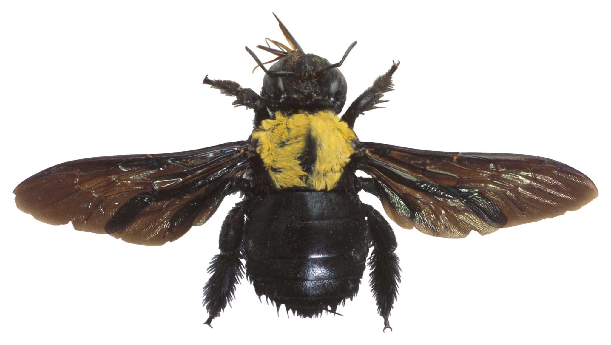 Spray Repellents for Boring Bees