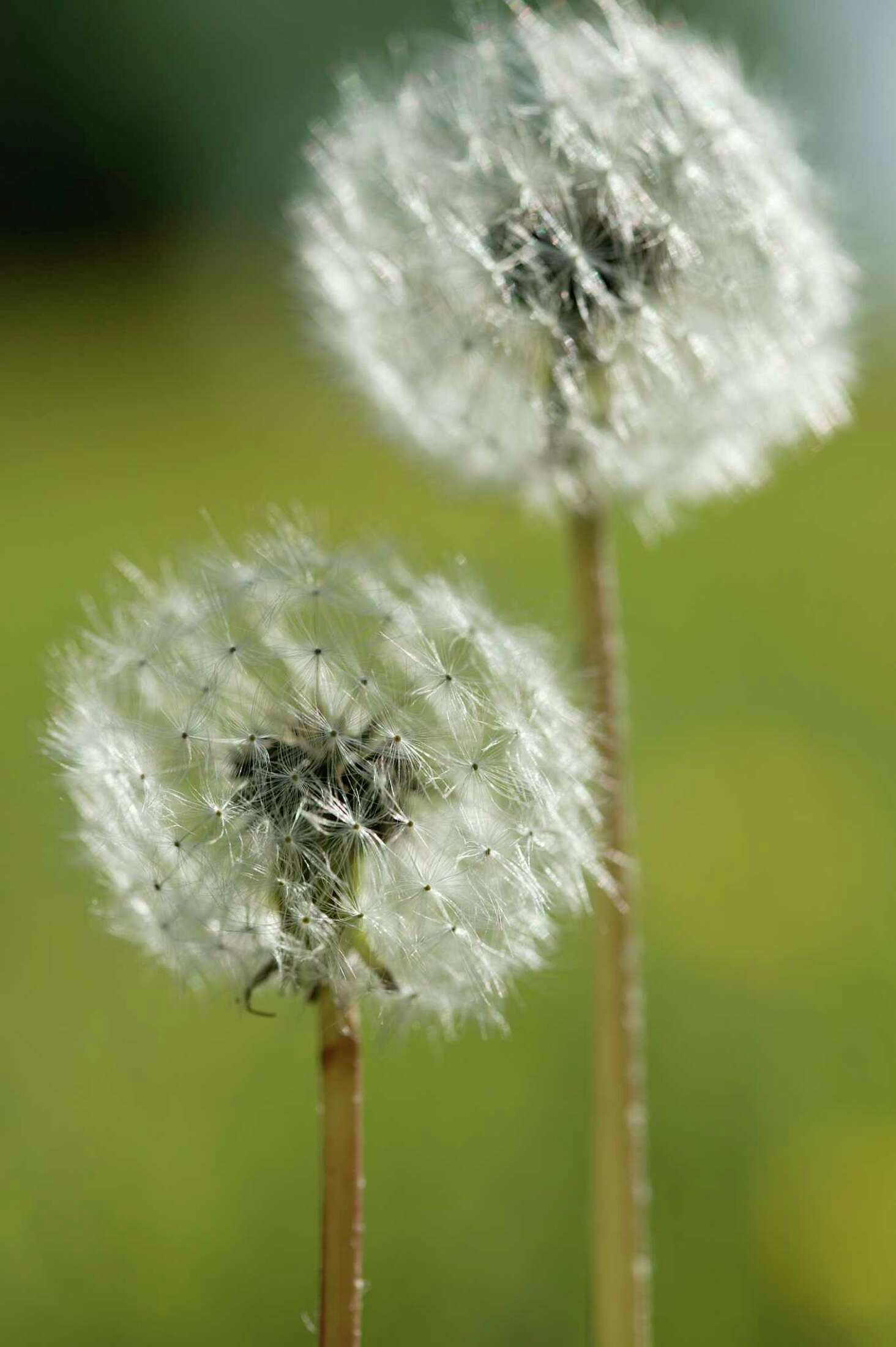 How to Make a Weed Killer Using Orange Oil, Vinegar and Dishwashing Detergent