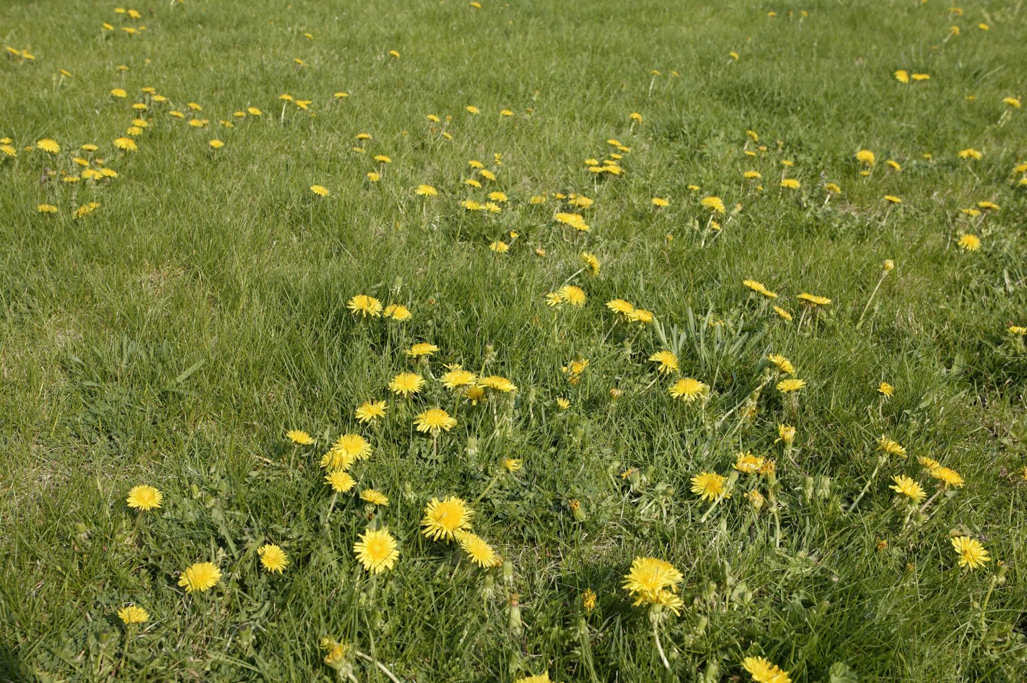 how-to-use-water-softener-salt-to-kill-weeds