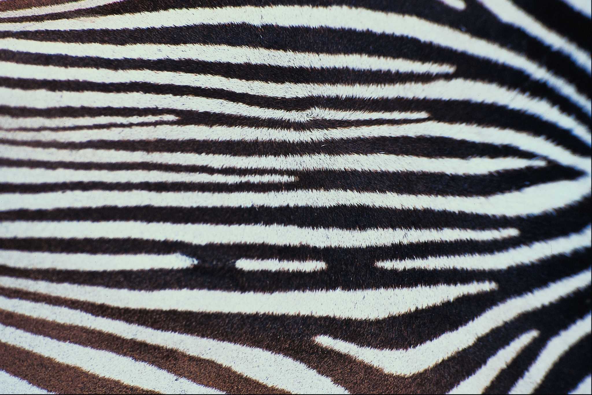 How to Make a ZebraStripe Stencil for Applying Paint on Walls