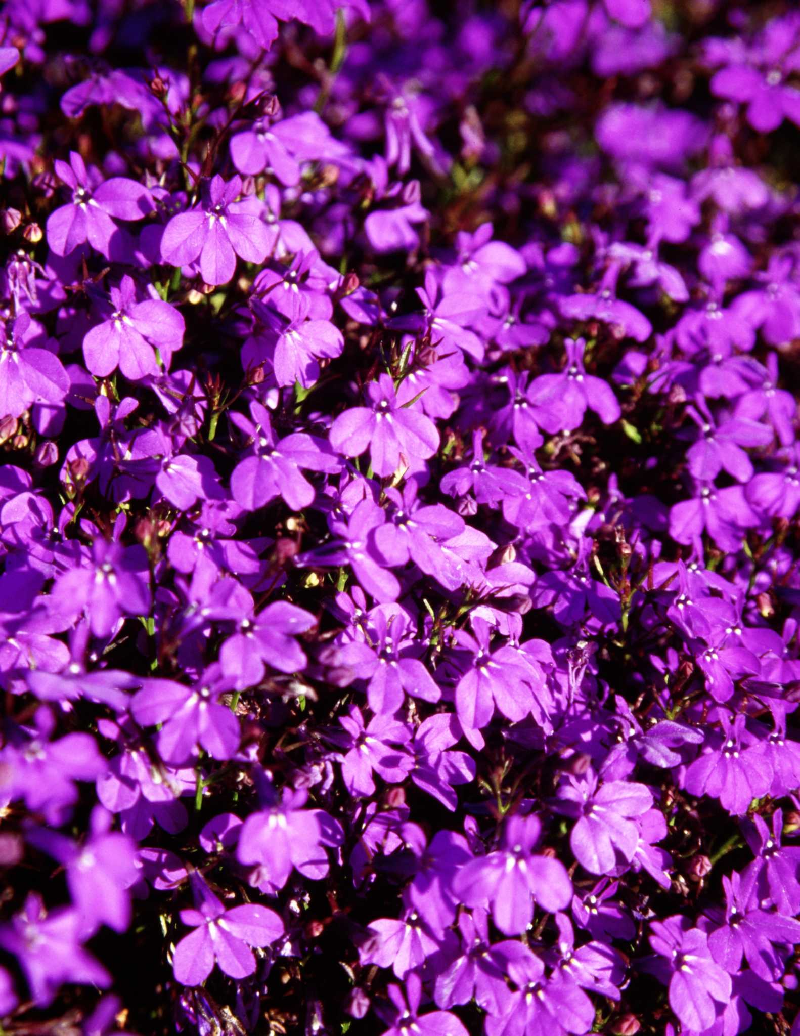 How to Sprout Small Flower Seeds