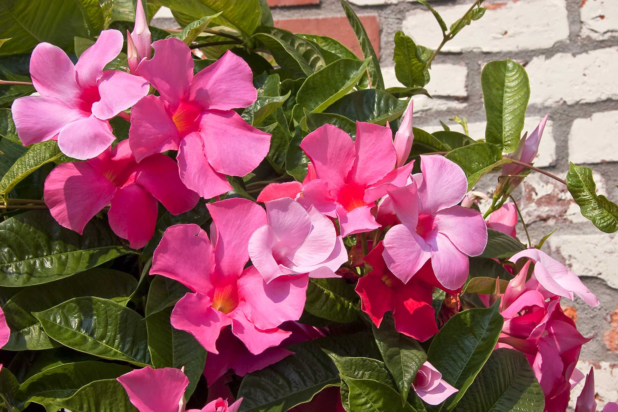 Are Mandevilla Flowers Toxic to Animals?