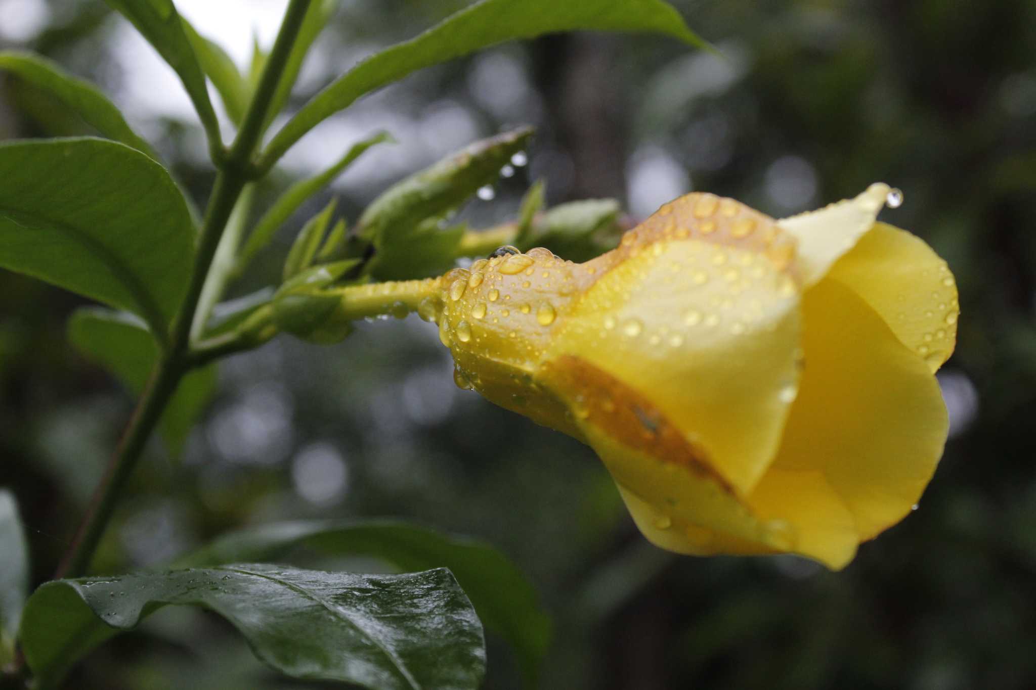 Why Do Mandevilla Leaves Turn Yellow?