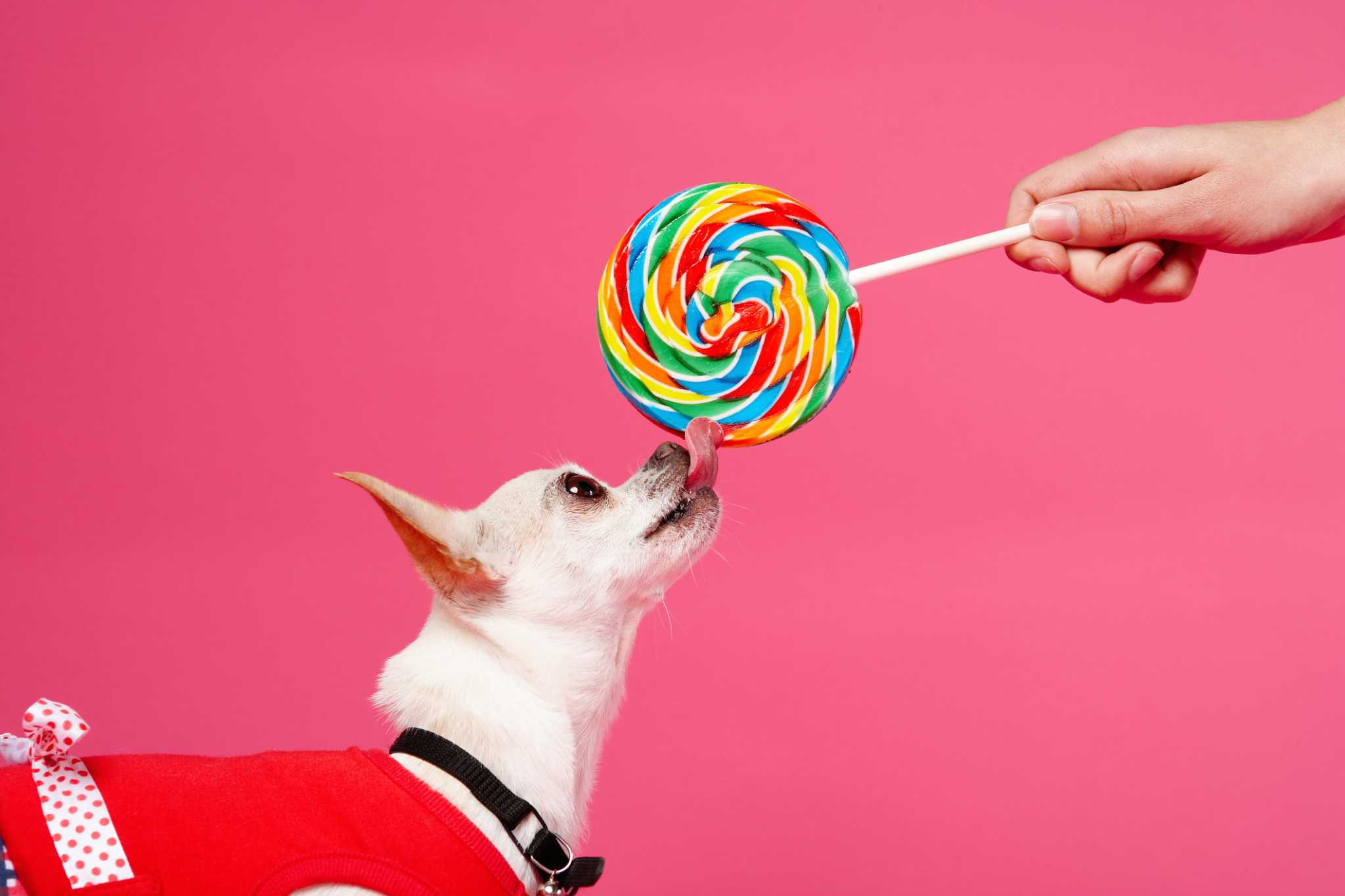 Is a Mango Seed Poisonous to a Dog?