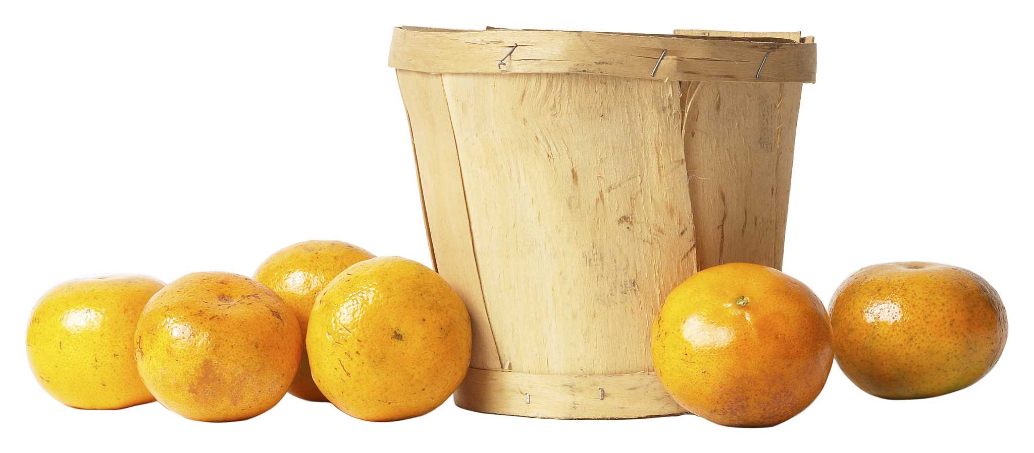 Stages of Development of the Satsuma Orange Tree