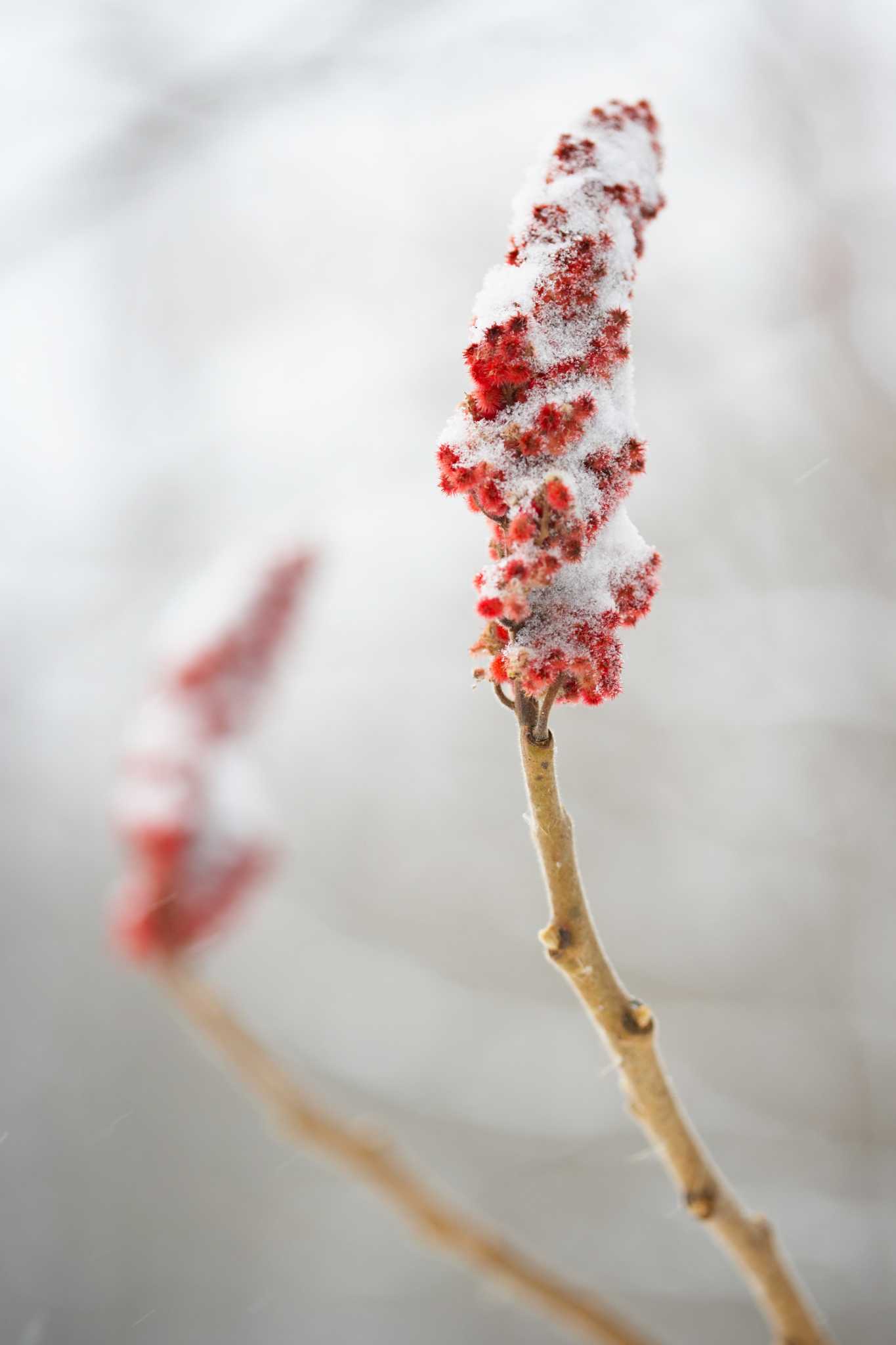 Sumac Fungus