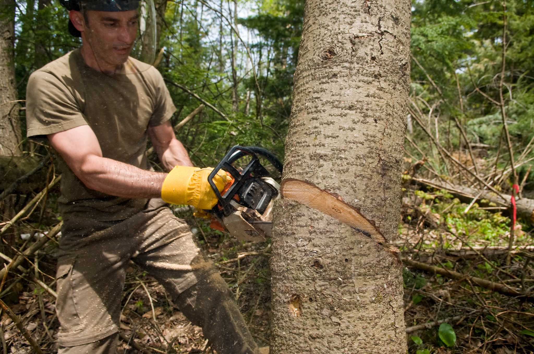 How Many CCs Is a Stihl 044?